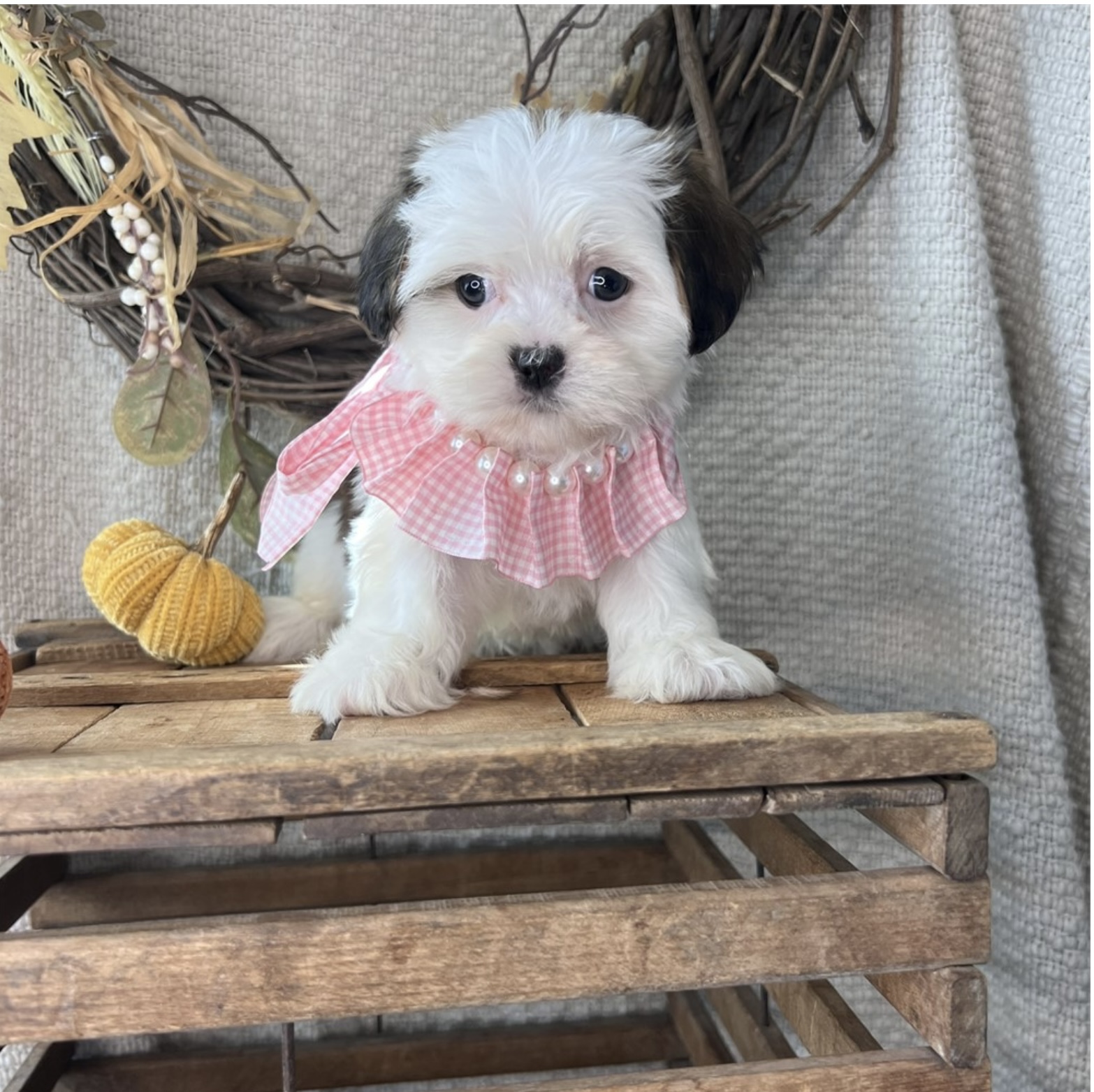 puppy, for, sale, Lhasa Apso, Nationwide Puppies  , dog, breeder, New York, NY, dog-breeder, puppy-for-sale, forsale, nearby, find, puppyfind, locator, puppylocator, aca