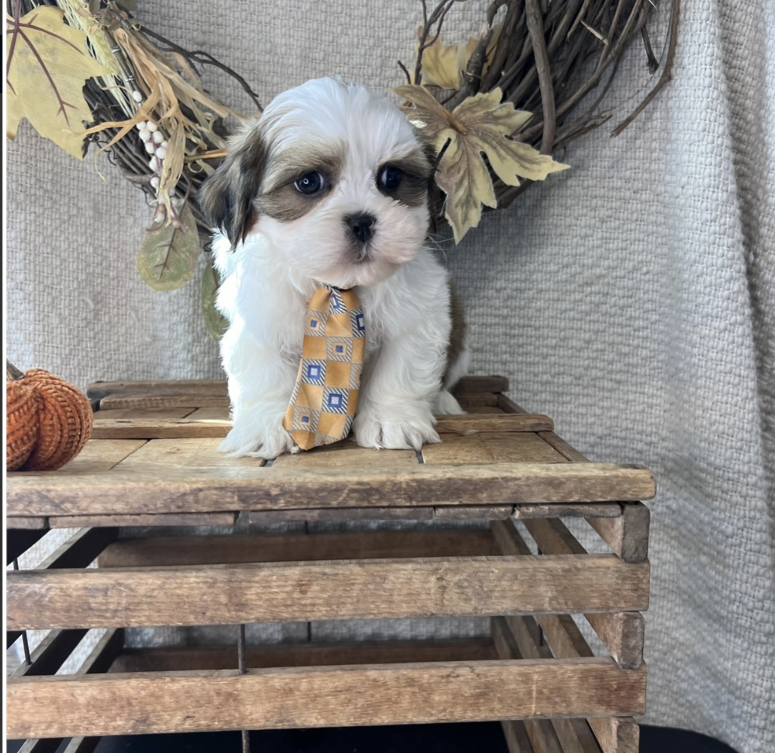 puppy, for, sale, Lhasa Apso, Nationwide Puppies  , dog, breeder, New York, NY, dog-breeder, puppy-for-sale, forsale, nearby, find, puppyfind, locator, puppylocator, aca