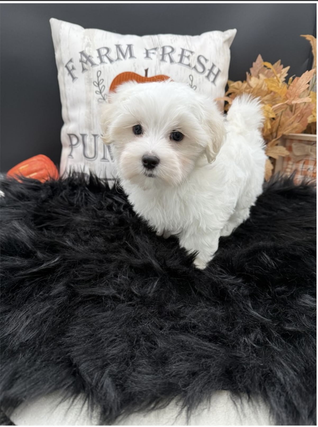 puppy, for, sale, Maltese, Nationwide Puppies  , dog, breeder, New York, NY, dog-breeder, puppy-for-sale, forsale, nearby, find, puppyfind, locator, puppylocator, aca