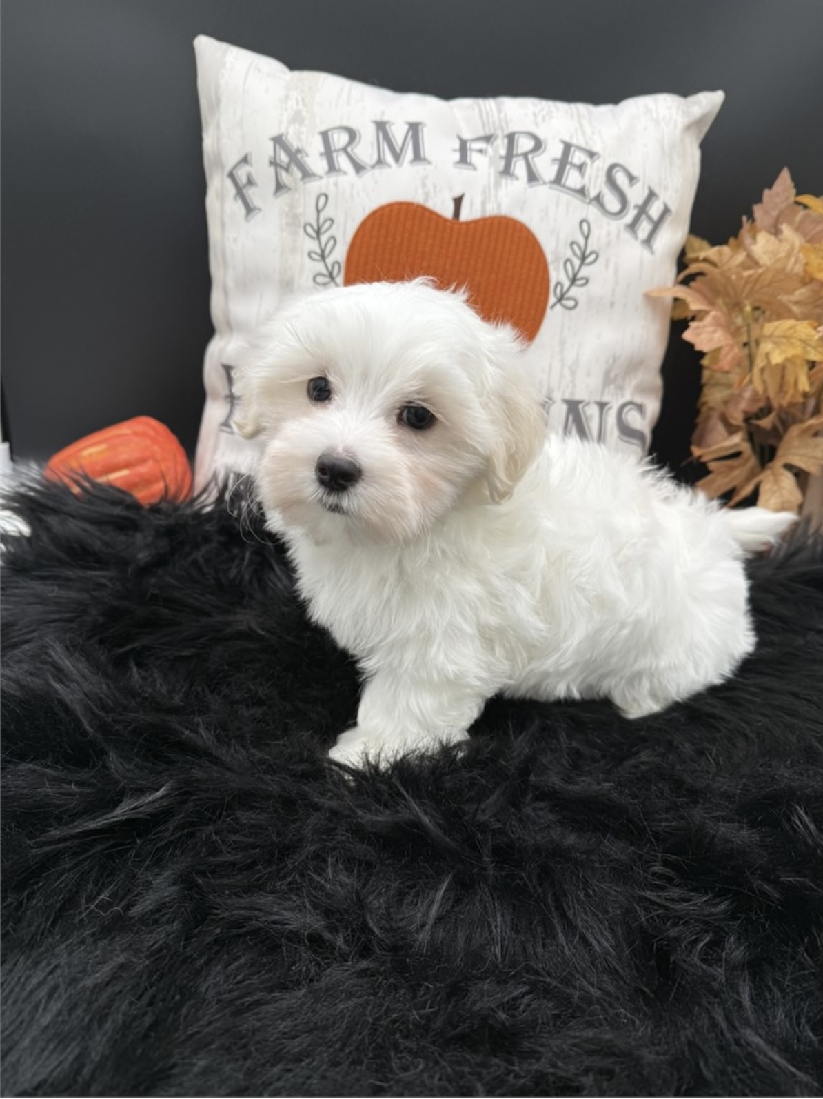 puppy, for, sale, Maltese, Nationwide Puppies  , dog, breeder, New York, NY, dog-breeder, puppy-for-sale, forsale, nearby, find, puppyfind, locator, puppylocator, aca