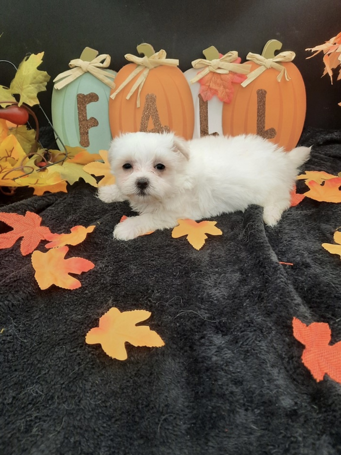 puppy, for, sale, Maltese , Nationwide Puppies  , dog, breeder, New York, NY, dog-breeder, puppy-for-sale, forsale, nearby, find, puppyfind, locator, puppylocator, aca