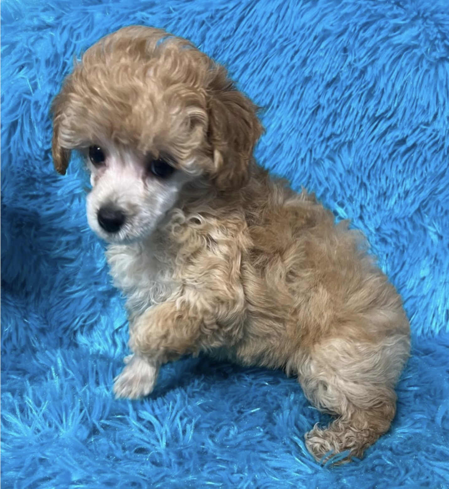 puppy, for, sale, Poodle, Nationwide Puppies  , dog, breeder, New York, NY, dog-breeder, puppy-for-sale, forsale, nearby, find, puppyfind, locator, puppylocator, aca