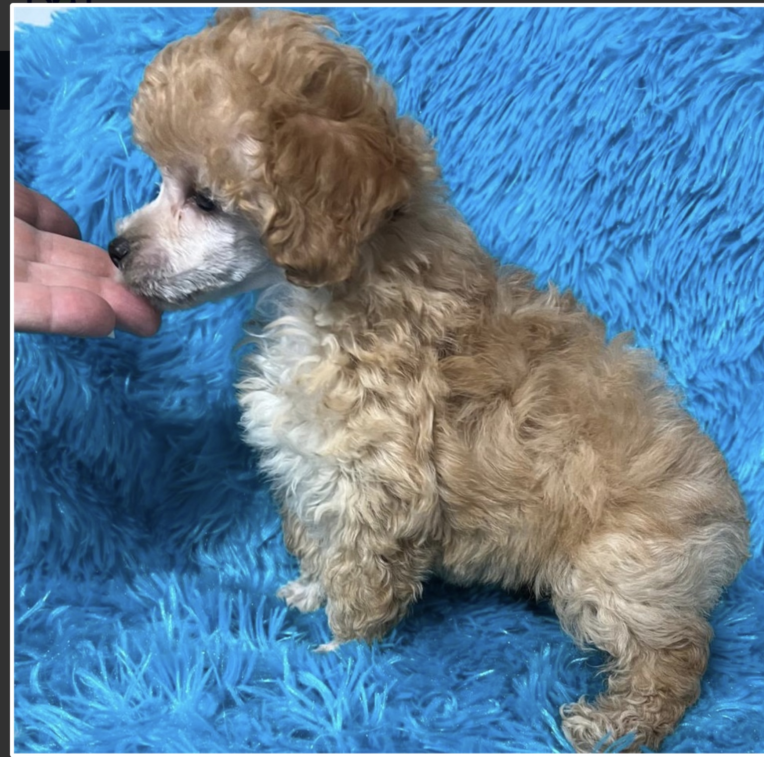 puppy, for, sale, Poodle, Nationwide Puppies  , dog, breeder, New York, NY, dog-breeder, puppy-for-sale, forsale, nearby, find, puppyfind, locator, puppylocator, aca