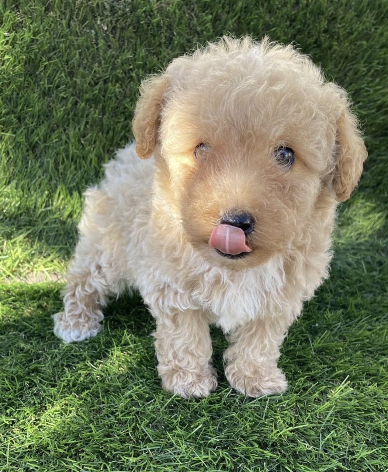 puppy, for, sale, Poodle, Nationwide Puppies  , dog, breeder, New York, NY, dog-breeder, puppy-for-sale, forsale, nearby, find, puppyfind, locator, puppylocator, aca