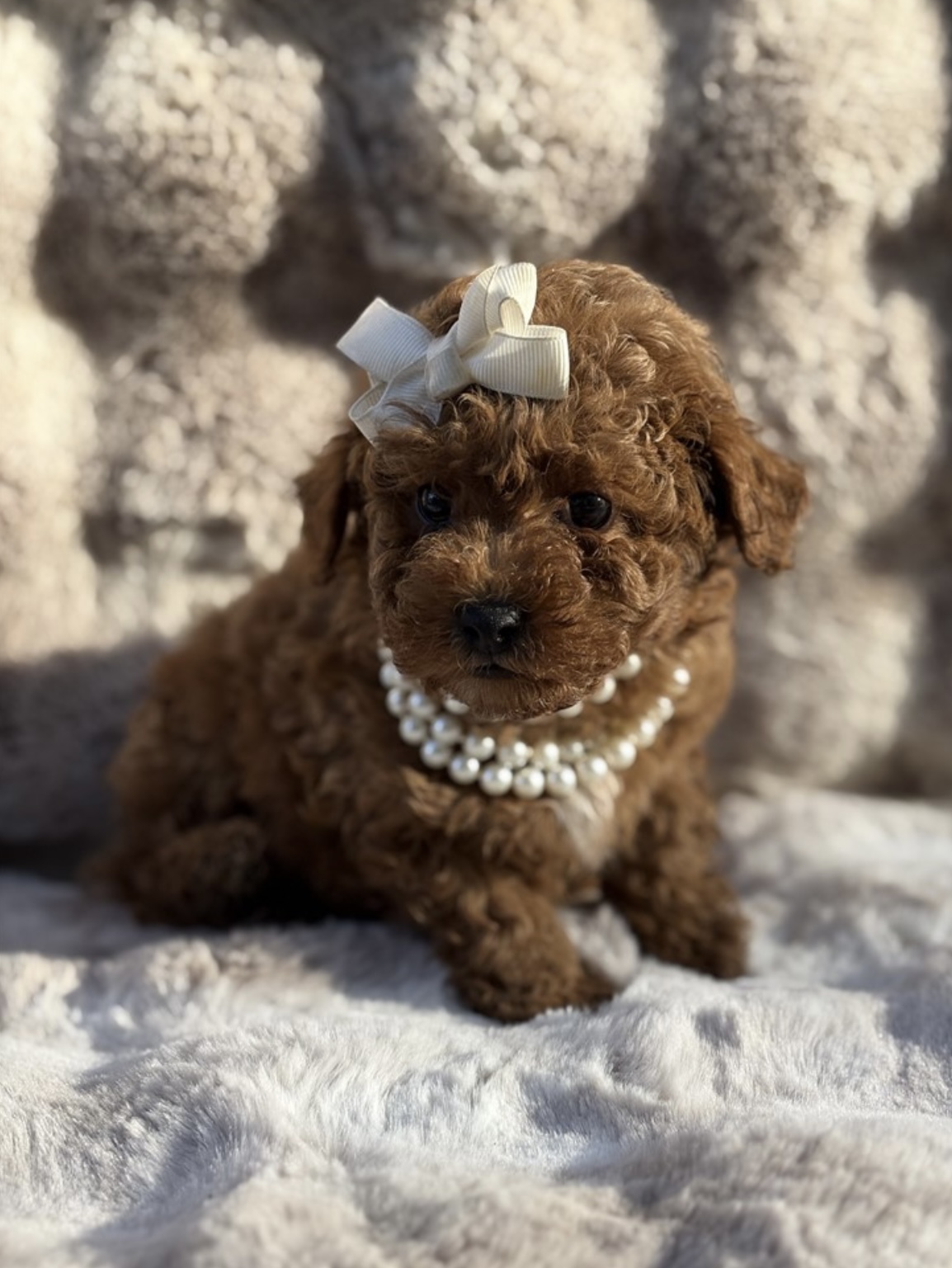 puppy, for, sale, Poodle, Nationwide Puppies  , dog, breeder, New York, NY, dog-breeder, puppy-for-sale, forsale, nearby, find, puppyfind, locator, puppylocator, aca