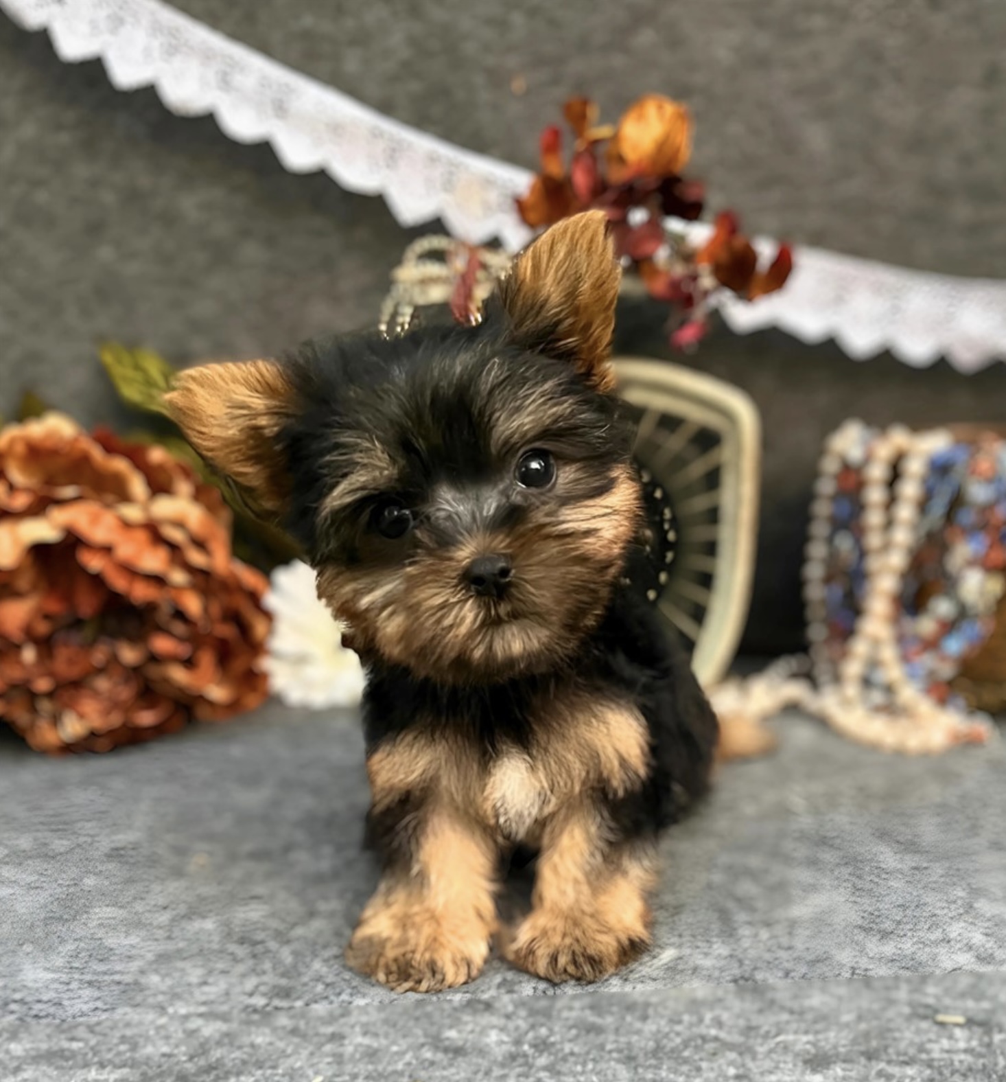 puppy, for, sale, Yorkshire Terrier , Nationwide Puppies  , dog, breeder, New York, NY, dog-breeder, puppy-for-sale, forsale, nearby, find, puppyfind, locator, puppylocator, aca