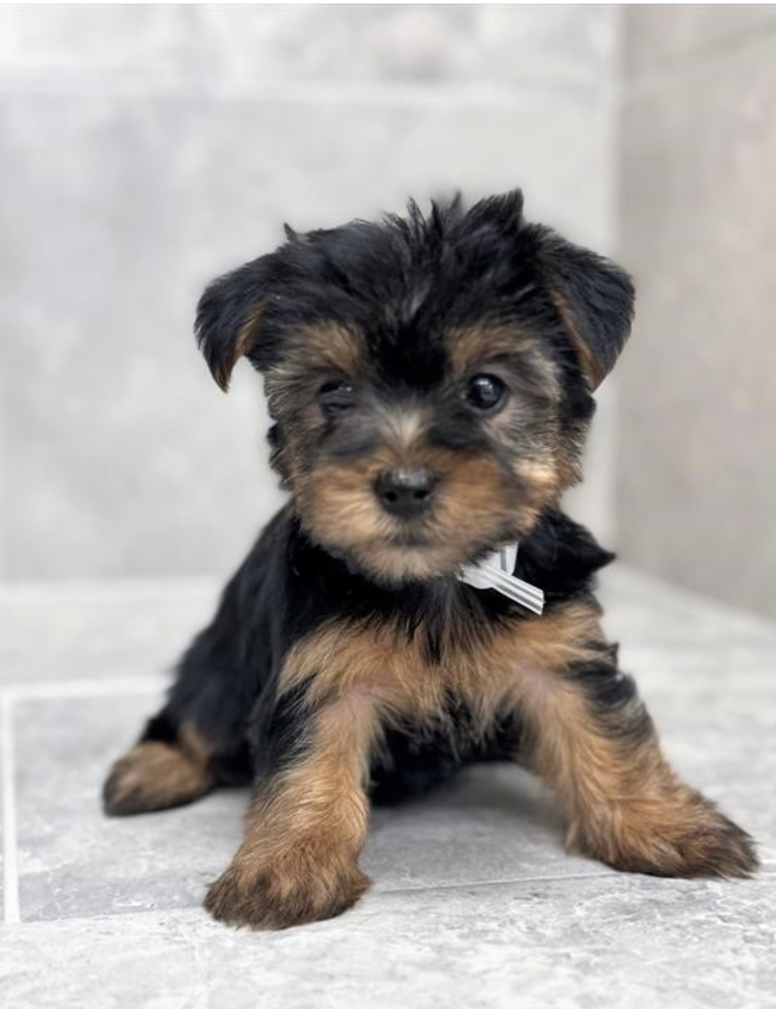 puppy, for, sale, Yorkshire Terrier, Nationwide Puppies  , dog, breeder, New York, NY, dog-breeder, puppy-for-sale, forsale, nearby, find, puppyfind, locator, puppylocator, aca