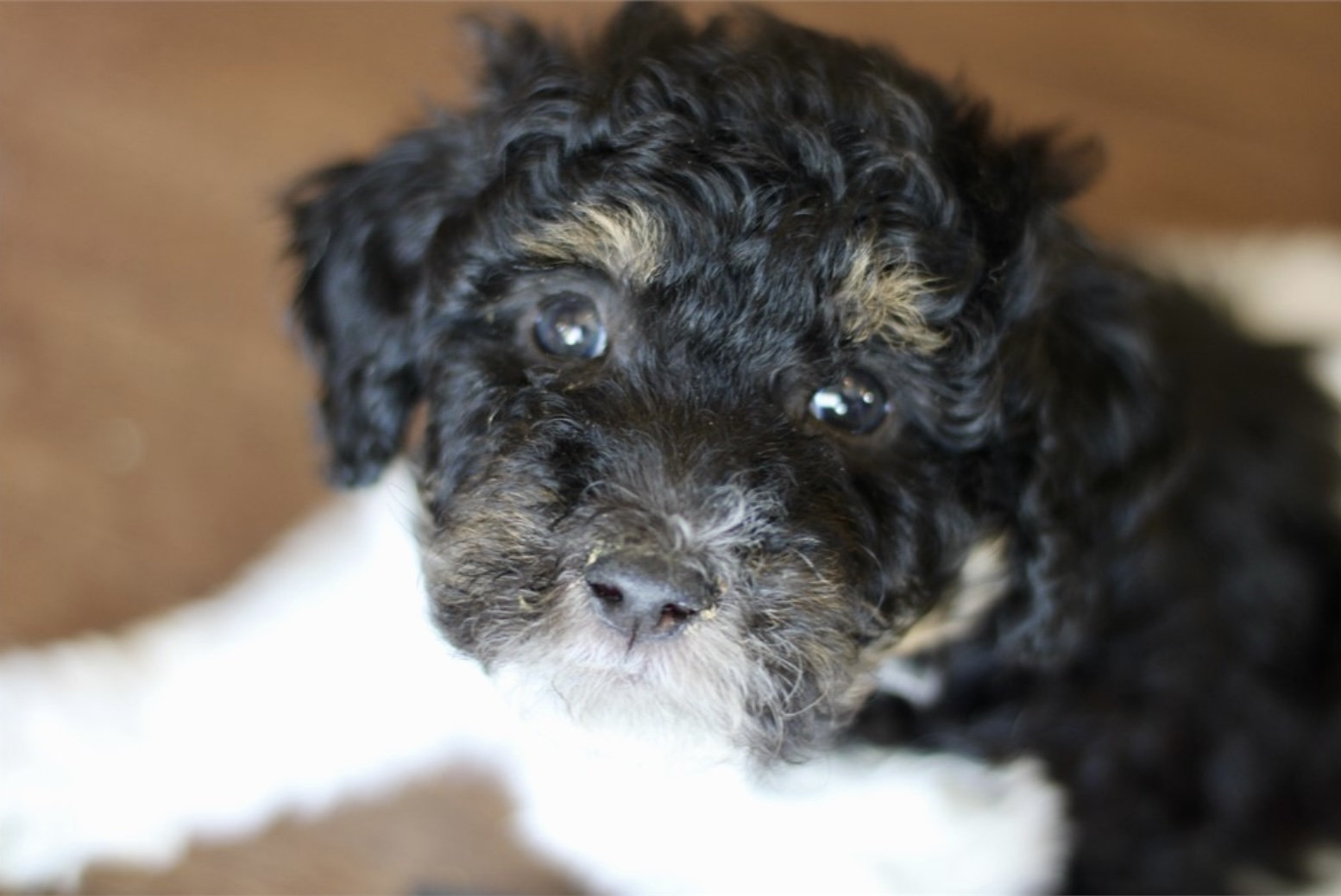 puppy, for, sale, Mini Bernadoodle, Nationwide Puppies  , dog, breeder, New York, NY, dog-breeder, puppy-for-sale, forsale, nearby, find, puppyfind, locator, puppylocator, aca