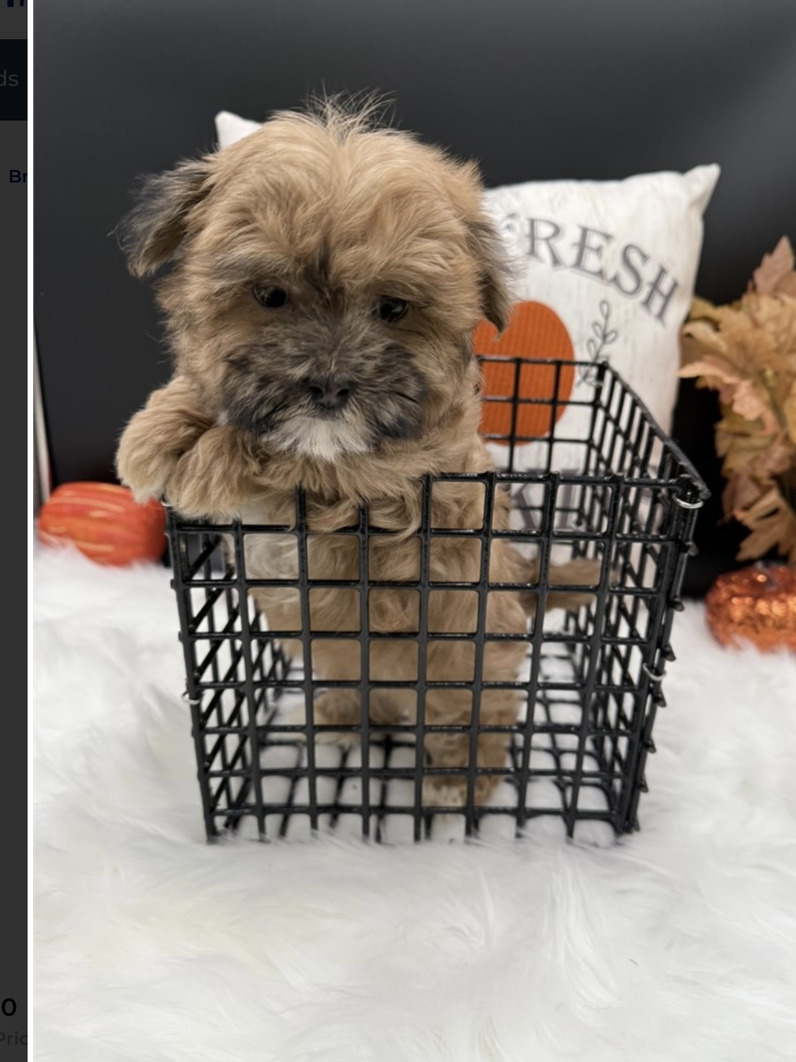 puppy, for, sale, Malti - Poo, Nationwide Puppies  , dog, breeder, New York, NY, dog-breeder, puppy-for-sale, forsale, nearby, find, puppyfind, locator, puppylocator, aca