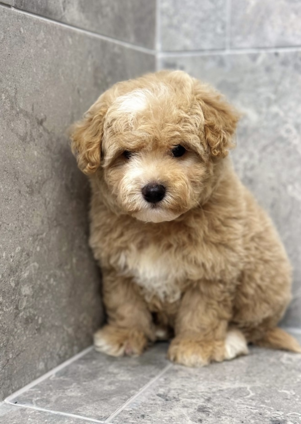 puppy, for, sale, Malti - Poo, Nationwide Puppies  , dog, breeder, New York, NY, dog-breeder, puppy-for-sale, forsale, nearby, find, puppyfind, locator, puppylocator, aca