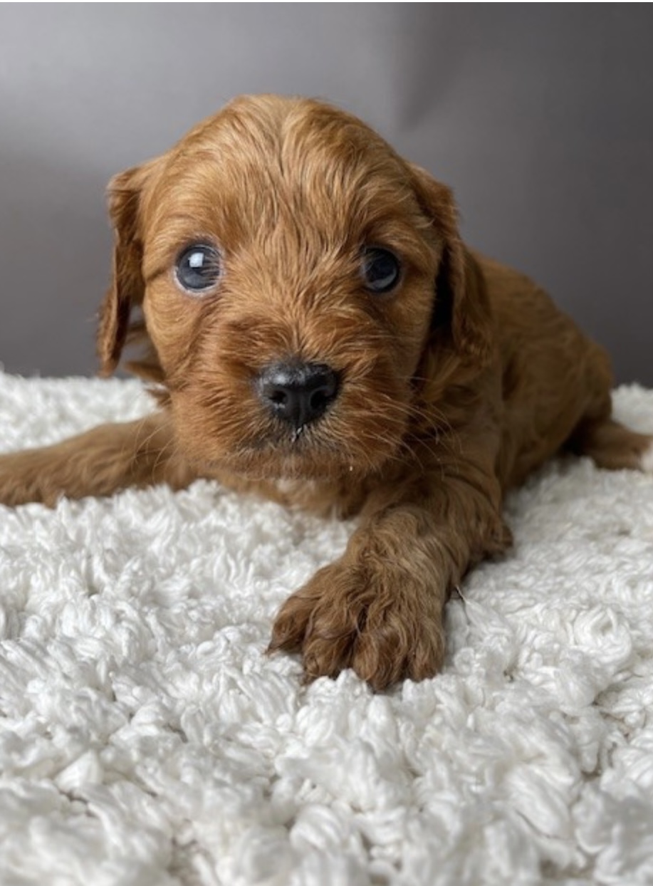 puppy, for, sale, Cav A Poo, Nationwide Puppies  , dog, breeder, New York, NY, dog-breeder, puppy-for-sale, forsale, nearby, find, puppyfind, locator, puppylocator, aca