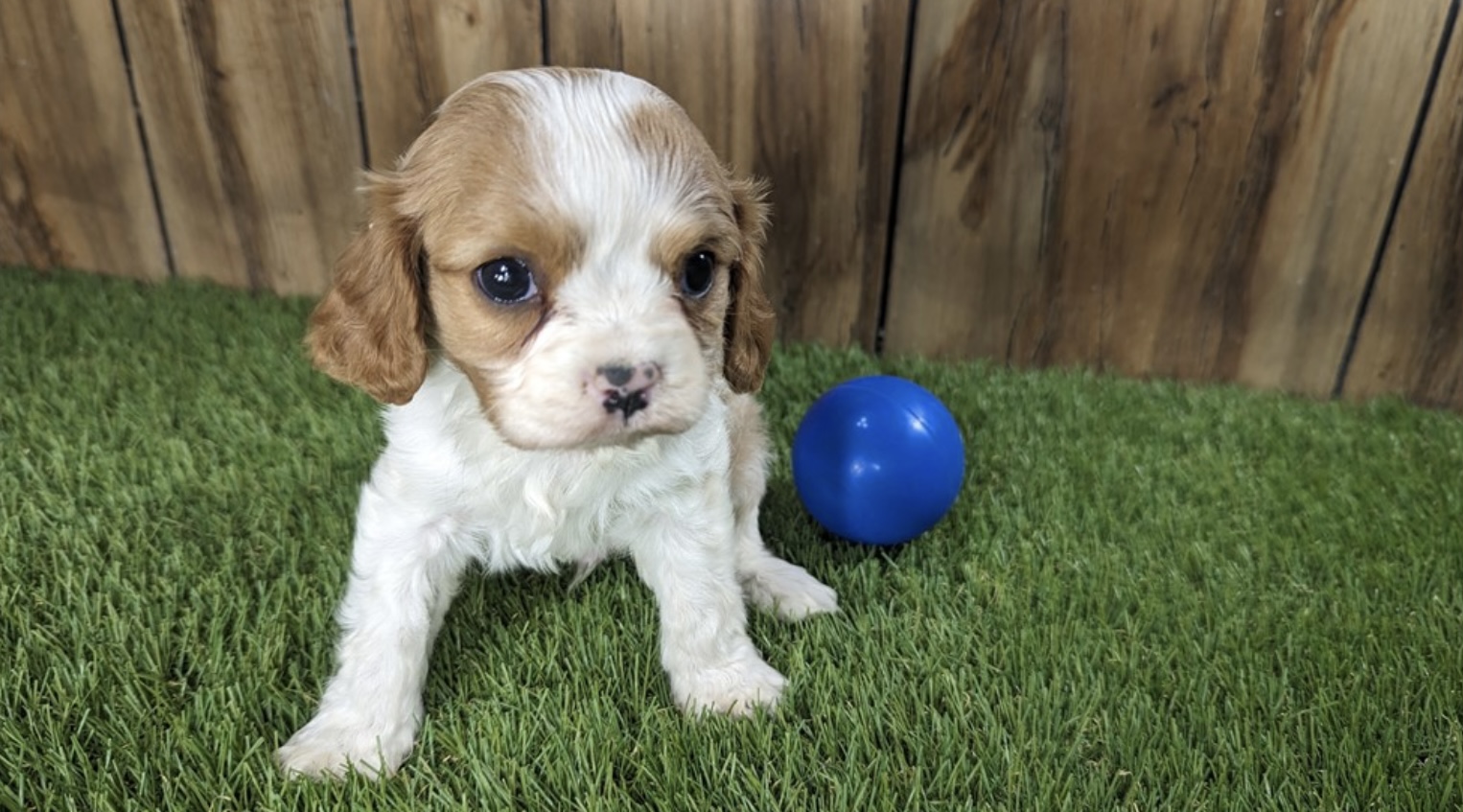 puppy, for, sale, Cavalier King Charles, Nationwide Puppies  , dog, breeder, New York, NY, dog-breeder, puppy-for-sale, forsale, nearby, find, puppyfind, locator, puppylocator, aca