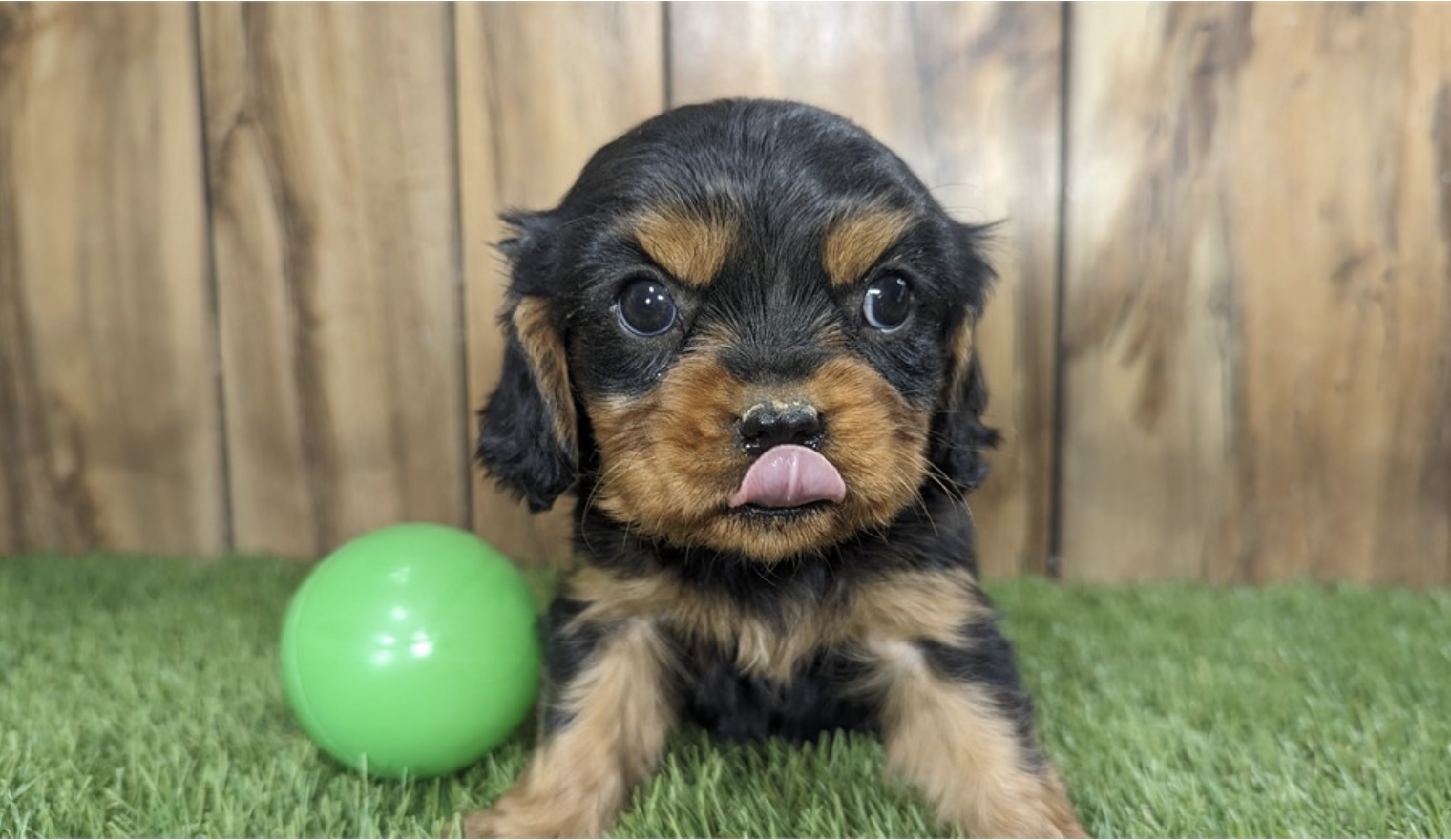 puppy, for, sale, Cavalier King Charles, Nationwide Puppies  , dog, breeder, New York, NY, dog-breeder, puppy-for-sale, forsale, nearby, find, puppyfind, locator, puppylocator, aca