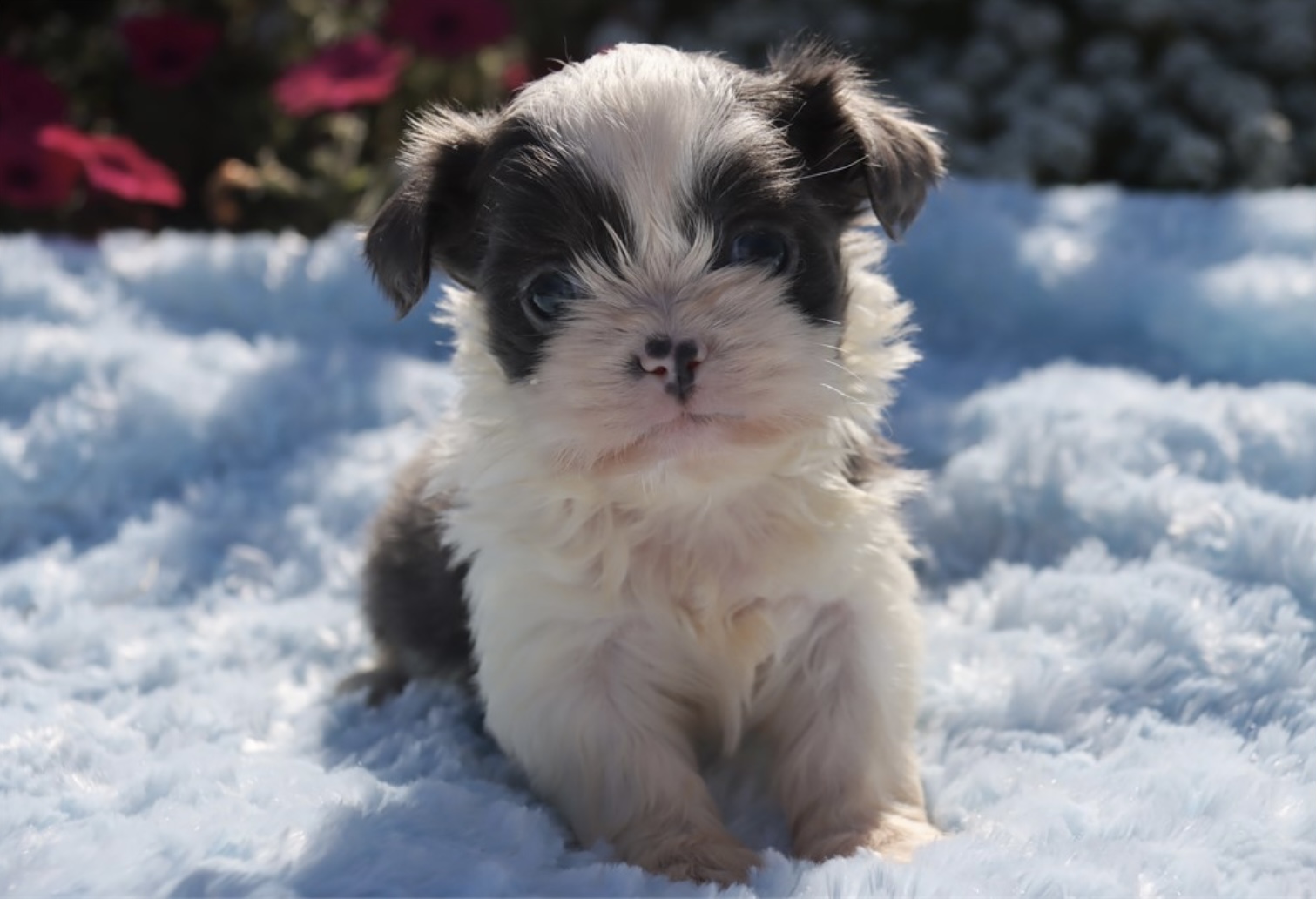 puppy, for, sale, Shih - Tzu, Nationwide Puppies  , dog, breeder, New York, NY, dog-breeder, puppy-for-sale, forsale, nearby, find, puppyfind, locator, puppylocator, aca