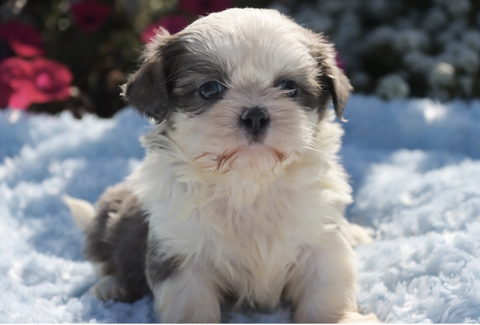 puppy, for, sale, Shih - Tzu, Nationwide Puppies  , dog, breeder, New York, NY, dog-breeder, puppy-for-sale, forsale, nearby, find, puppyfind, locator, puppylocator, aca