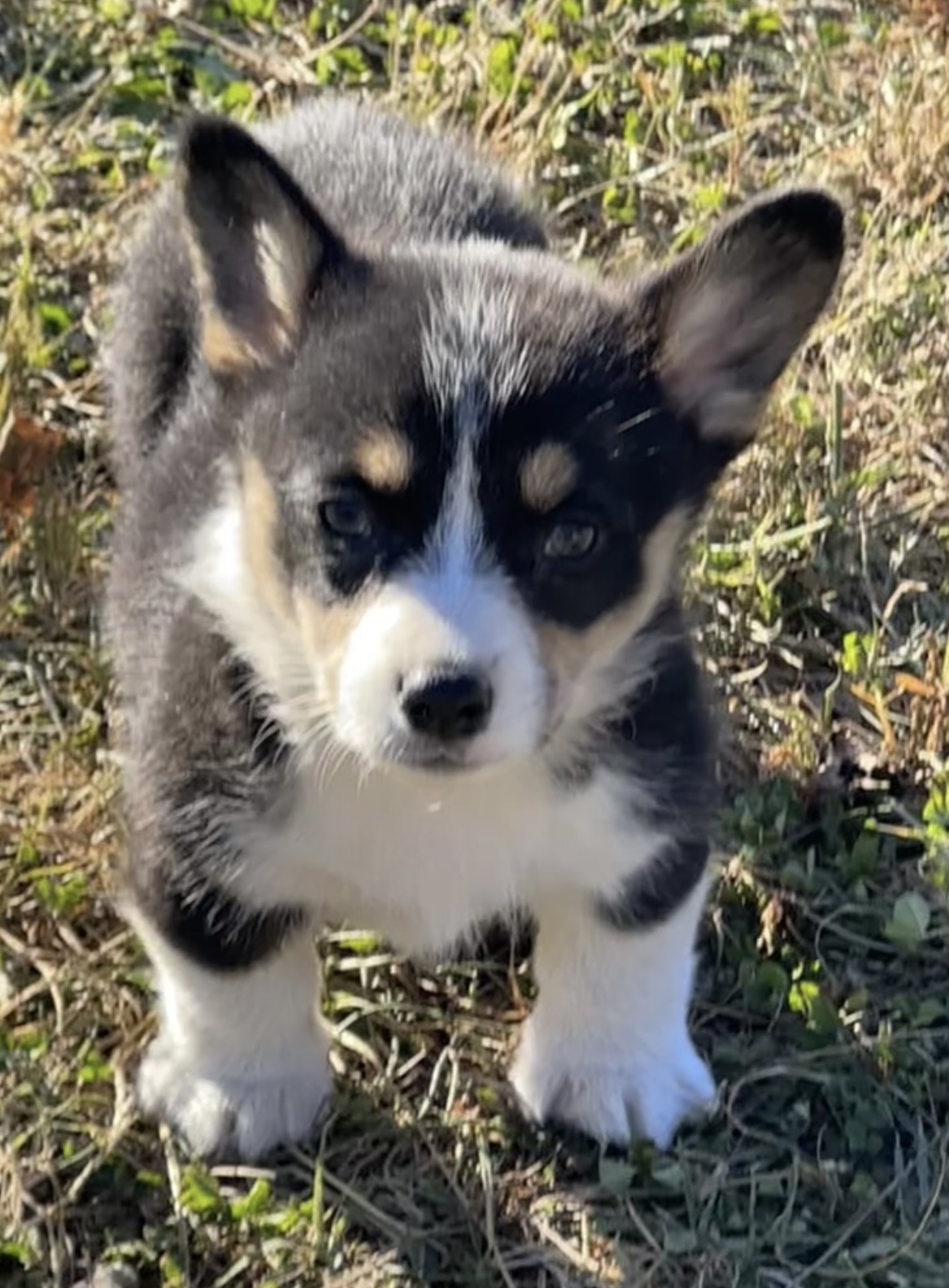 puppy, for, sale, Welsh Corgi, Nationwide Puppies  , dog, breeder, New York, NY, dog-breeder, puppy-for-sale, forsale, nearby, find, puppyfind, locator, puppylocator, aca