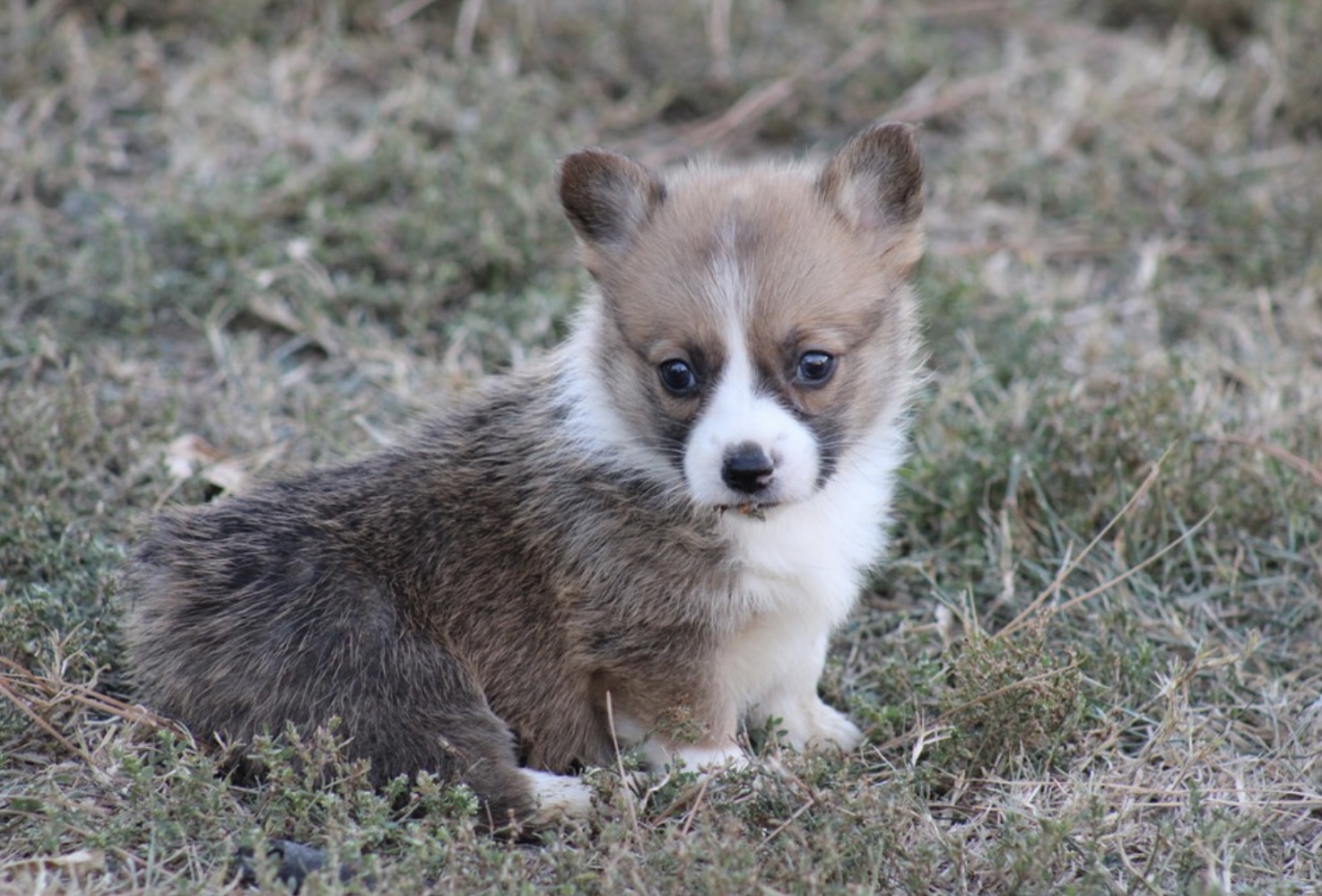 puppy, for, sale, Welsh Corgi, Nationwide Puppies  , dog, breeder, New York, NY, dog-breeder, puppy-for-sale, forsale, nearby, find, puppyfind, locator, puppylocator, aca