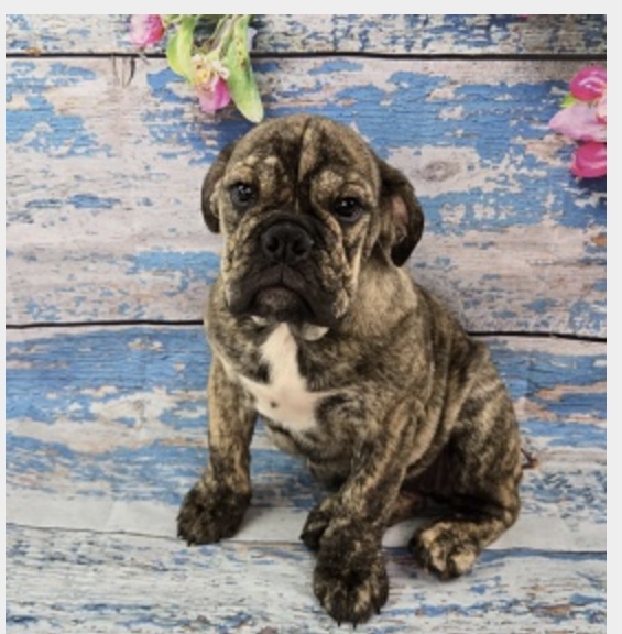 puppy, for, sale, ENGLISH BULL DOG, Nationwide Puppies  , dog, breeder, New York, NY, dog-breeder, puppy-for-sale, forsale, nearby, find, puppyfind, locator, puppylocator, aca