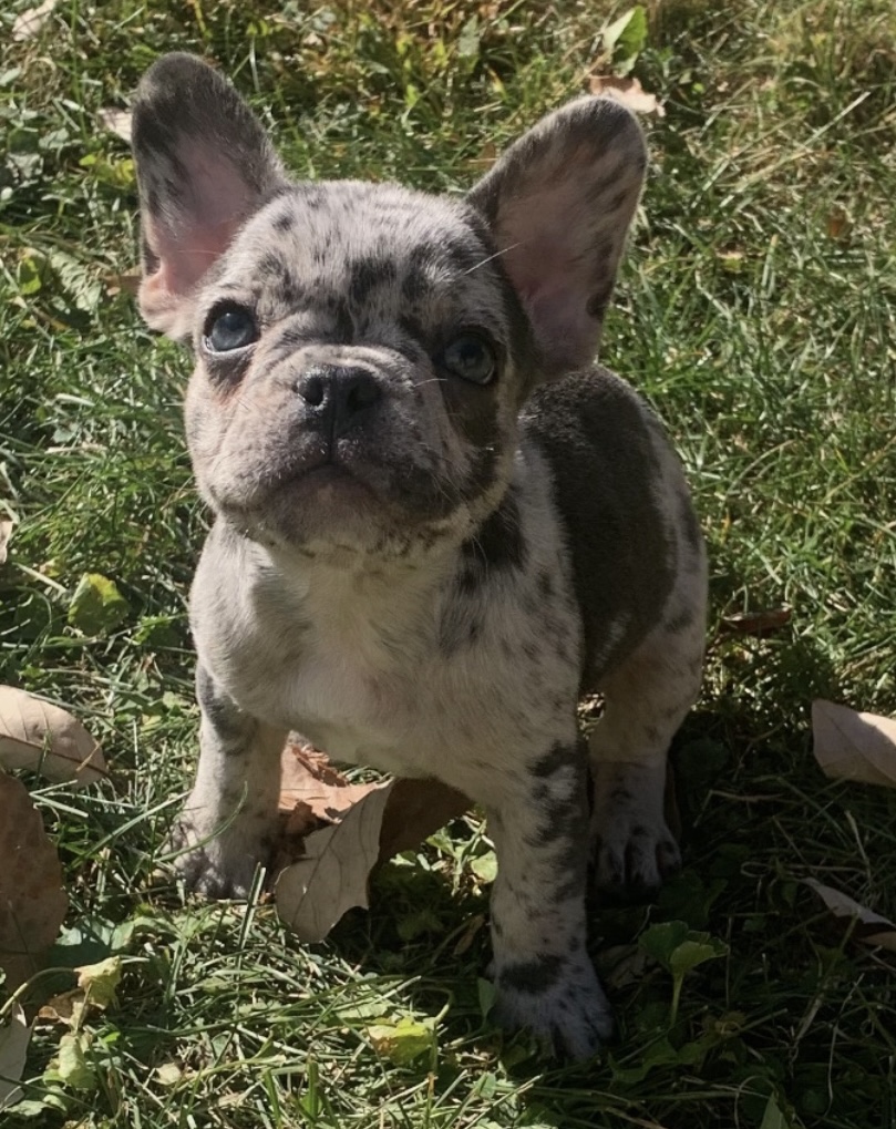 puppy, for, sale, French Bulldog, Nationwide Puppies  , dog, breeder, New York, NY, dog-breeder, puppy-for-sale, forsale, nearby, find, puppyfind, locator, puppylocator, aca