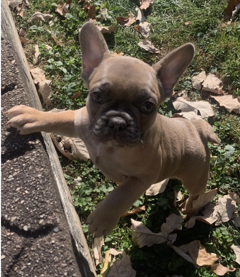 puppy, for, sale, French Bulldog, Nationwide Puppies  , dog, breeder, New York, NY, dog-breeder, puppy-for-sale, forsale, nearby, find, puppyfind, locator, puppylocator, aca