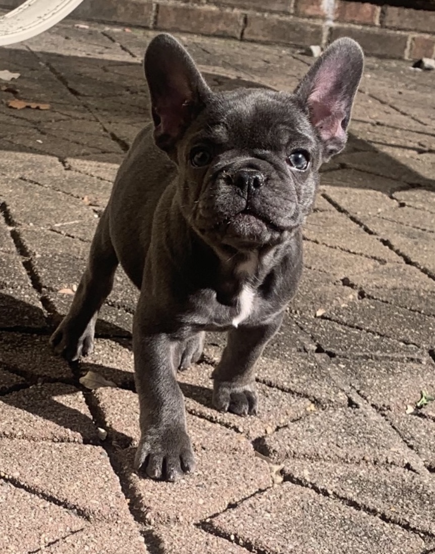 puppy, for, sale, FRENCH BULL DOG, Nationwide Puppies  , dog, breeder, New York, NY, dog-breeder, puppy-for-sale, forsale, nearby, find, puppyfind, locator, puppylocator, aca