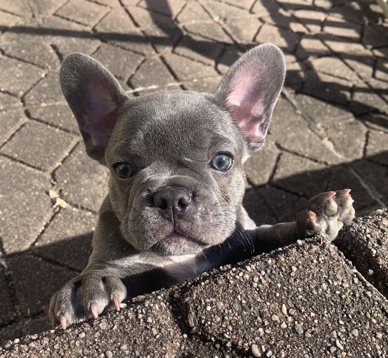 puppy, for, sale, FRENCH BULL DOG, Nationwide Puppies  , dog, breeder, New York, NY, dog-breeder, puppy-for-sale, forsale, nearby, find, puppyfind, locator, puppylocator, aca