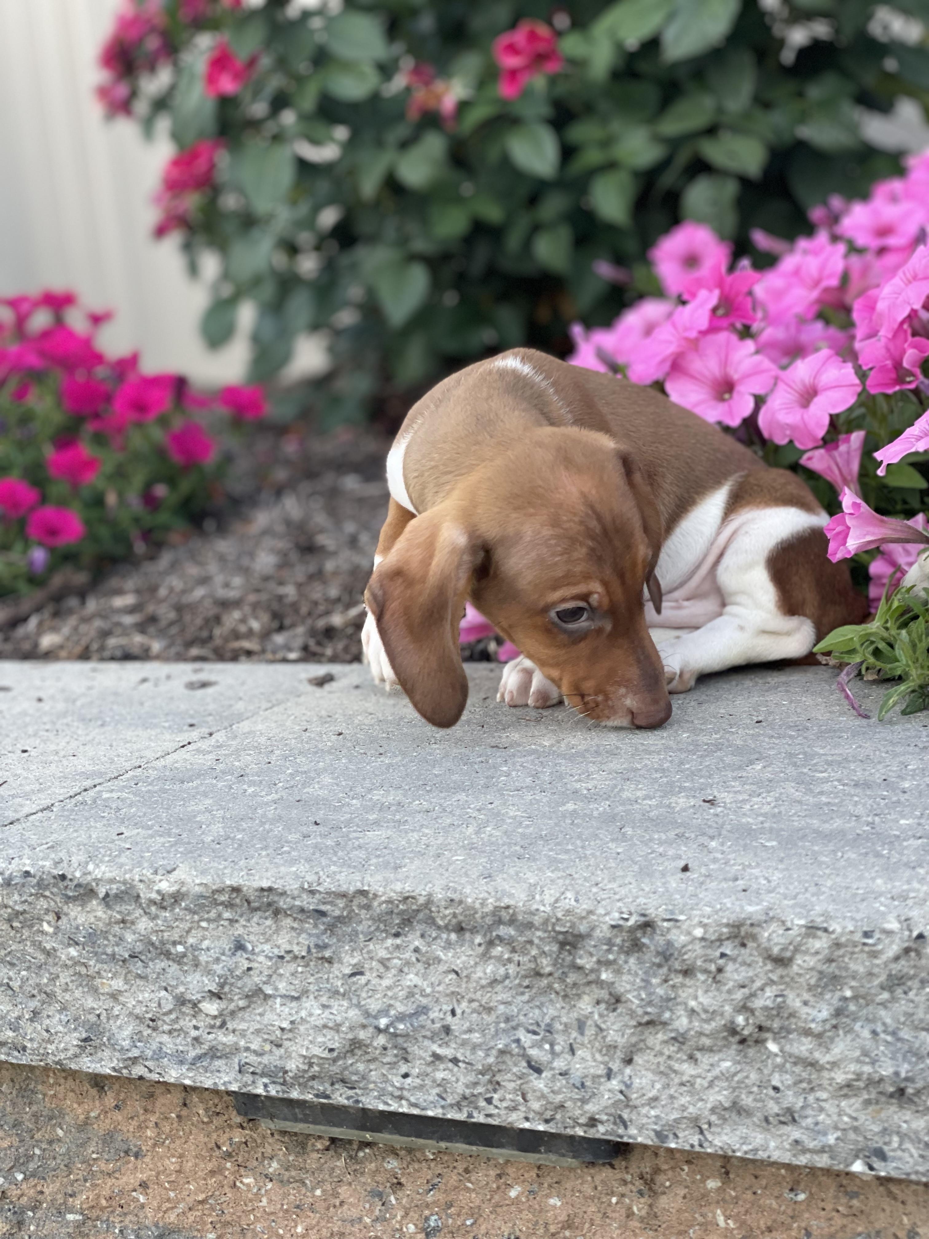 puppy, for, sale, Dachshund, Curtis  Martin, dog, breeder, Seneca Falls, NY, dog-breeder, puppy-for-sale, forsale, nearby, find, puppyfind, locator, puppylocator, aca