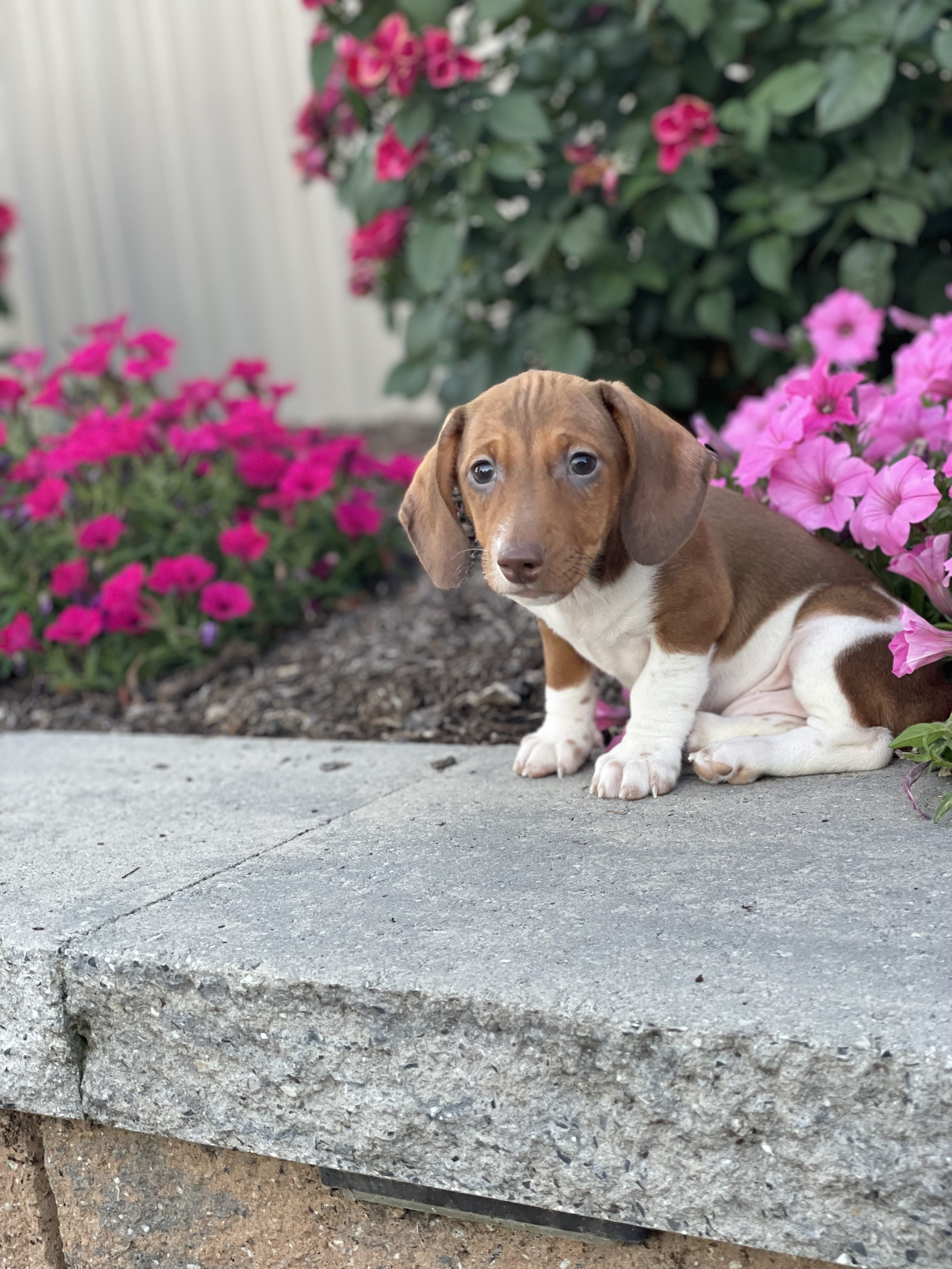 puppy, for, sale, Dachshund, Curtis  Martin, dog, breeder, Seneca Falls, NY, dog-breeder, puppy-for-sale, forsale, nearby, find, puppyfind, locator, puppylocator, aca