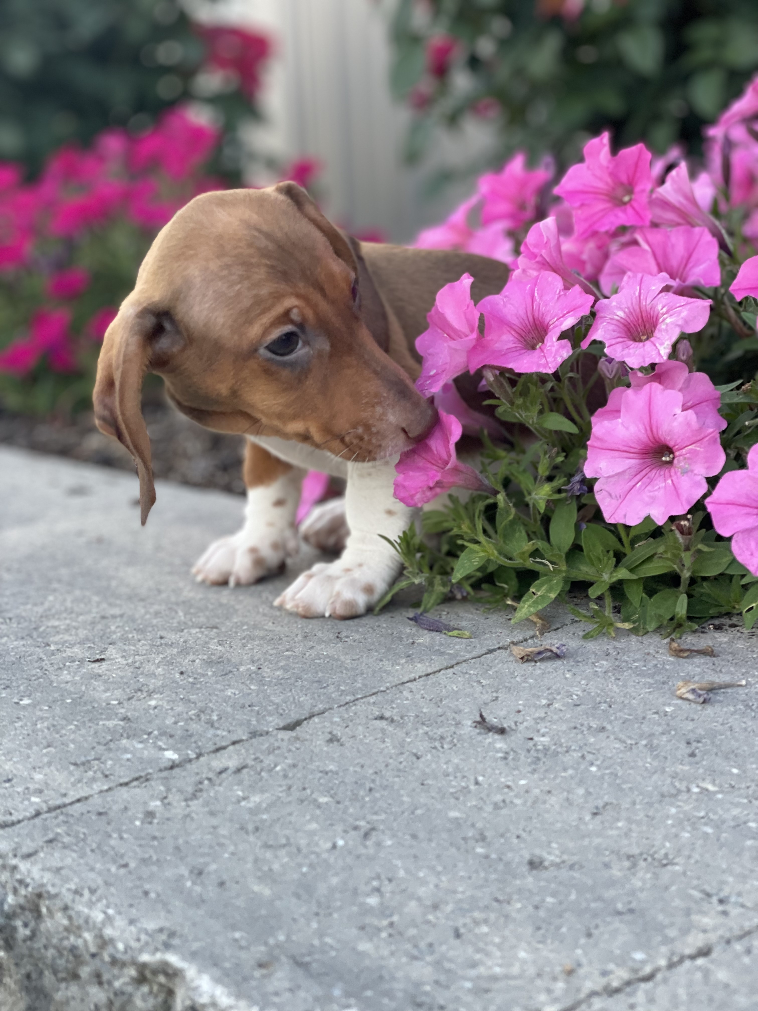 puppy, for, sale, Dachshund, Curtis  Martin, dog, breeder, Seneca Falls, NY, dog-breeder, puppy-for-sale, forsale, nearby, find, puppyfind, locator, puppylocator, aca