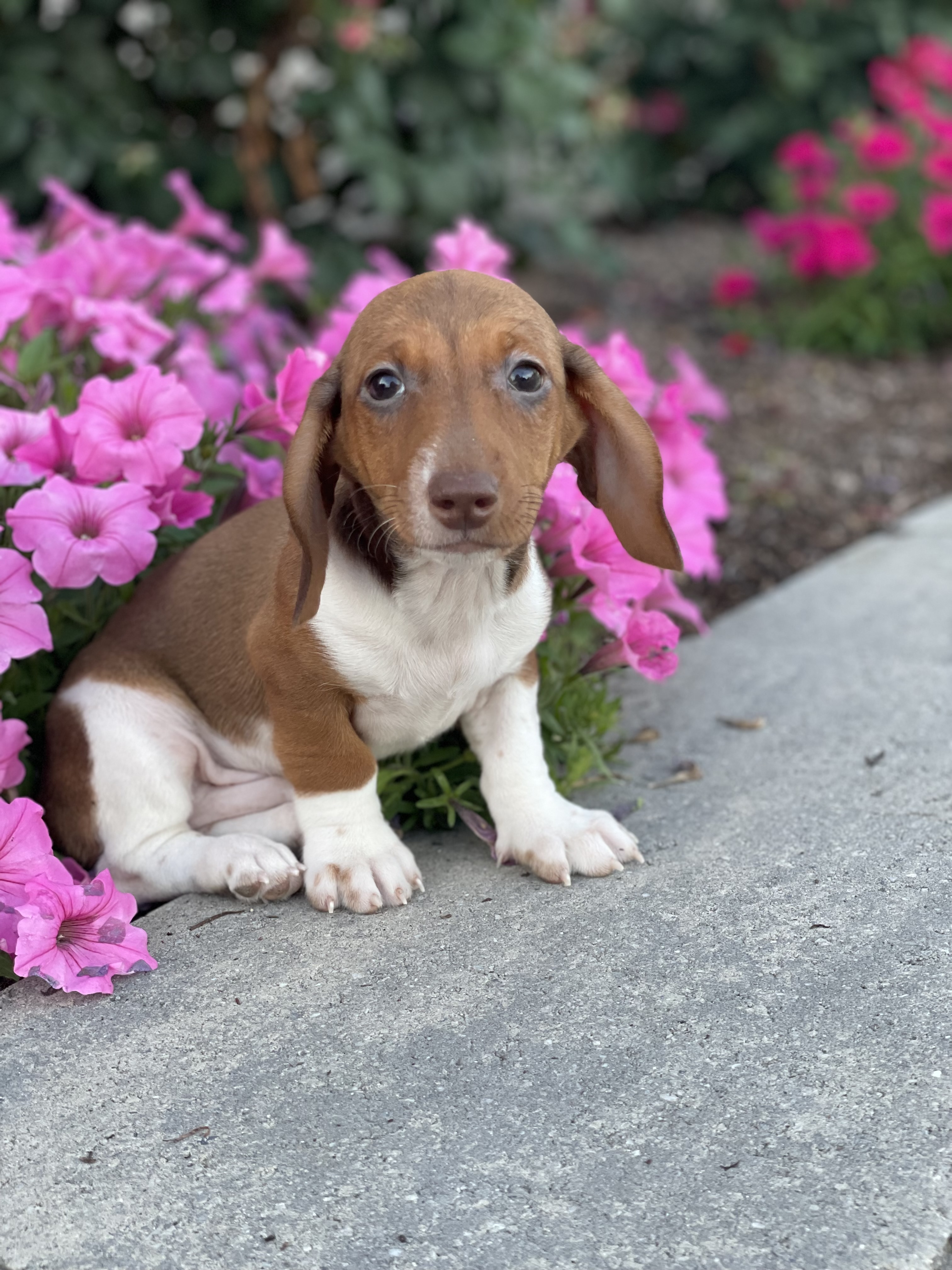 puppy, for, sale, Dachshund, Curtis  Martin, dog, breeder, Seneca Falls, NY, dog-breeder, puppy-for-sale, forsale, nearby, find, puppyfind, locator, puppylocator, aca