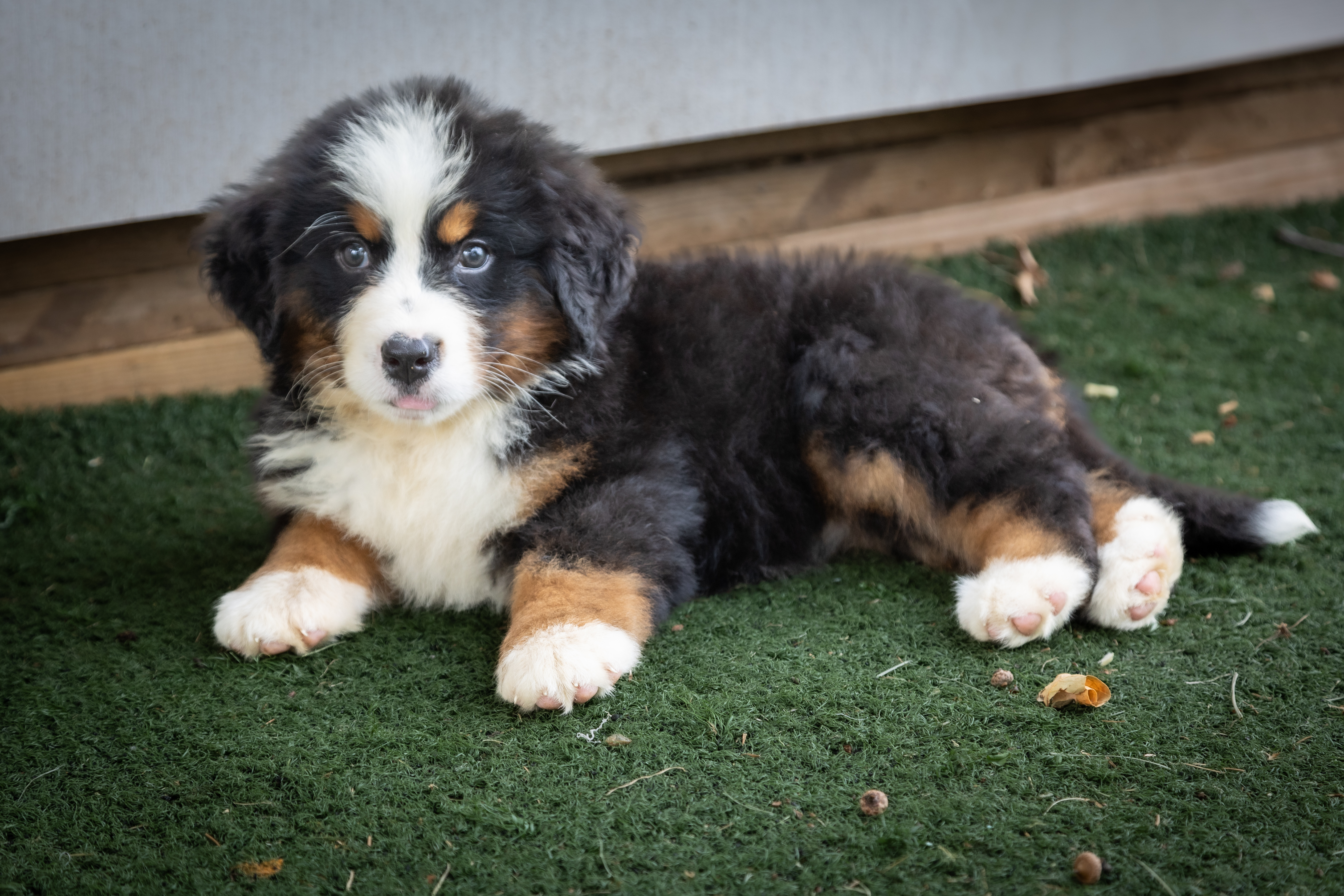 puppy, for, sale, Bernese Mountain Dog, Emanuel  Glick, dog, breeder, Bird-In-Hand, PA, dog-breeder, puppy-for-sale, forsale, nearby, find, puppyfind, locator, puppylocator, aca