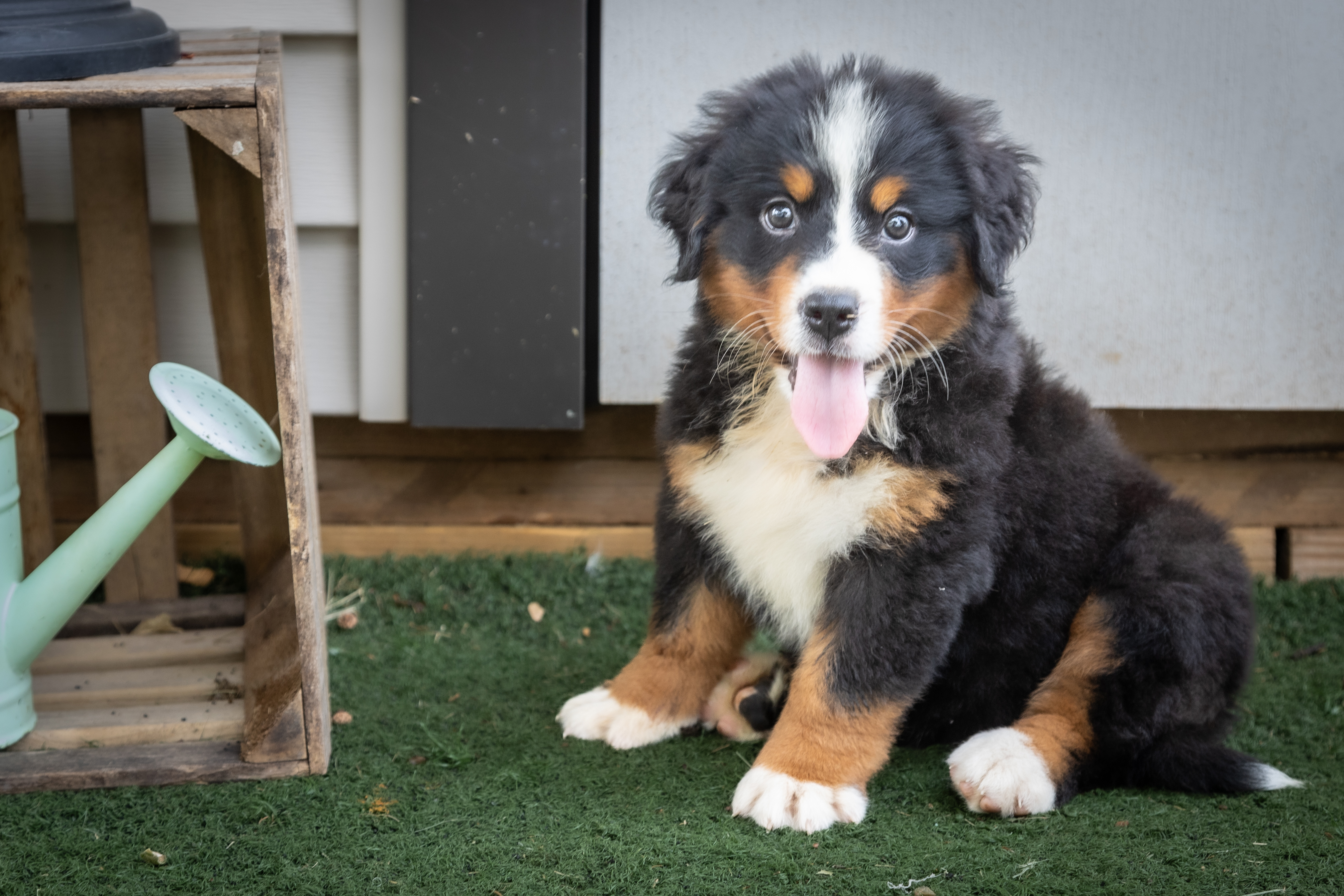 puppy, for, sale, Bernese Mountain Dog, Emanuel  Glick, dog, breeder, Bird-In-Hand, PA, dog-breeder, puppy-for-sale, forsale, nearby, find, puppyfind, locator, puppylocator, aca