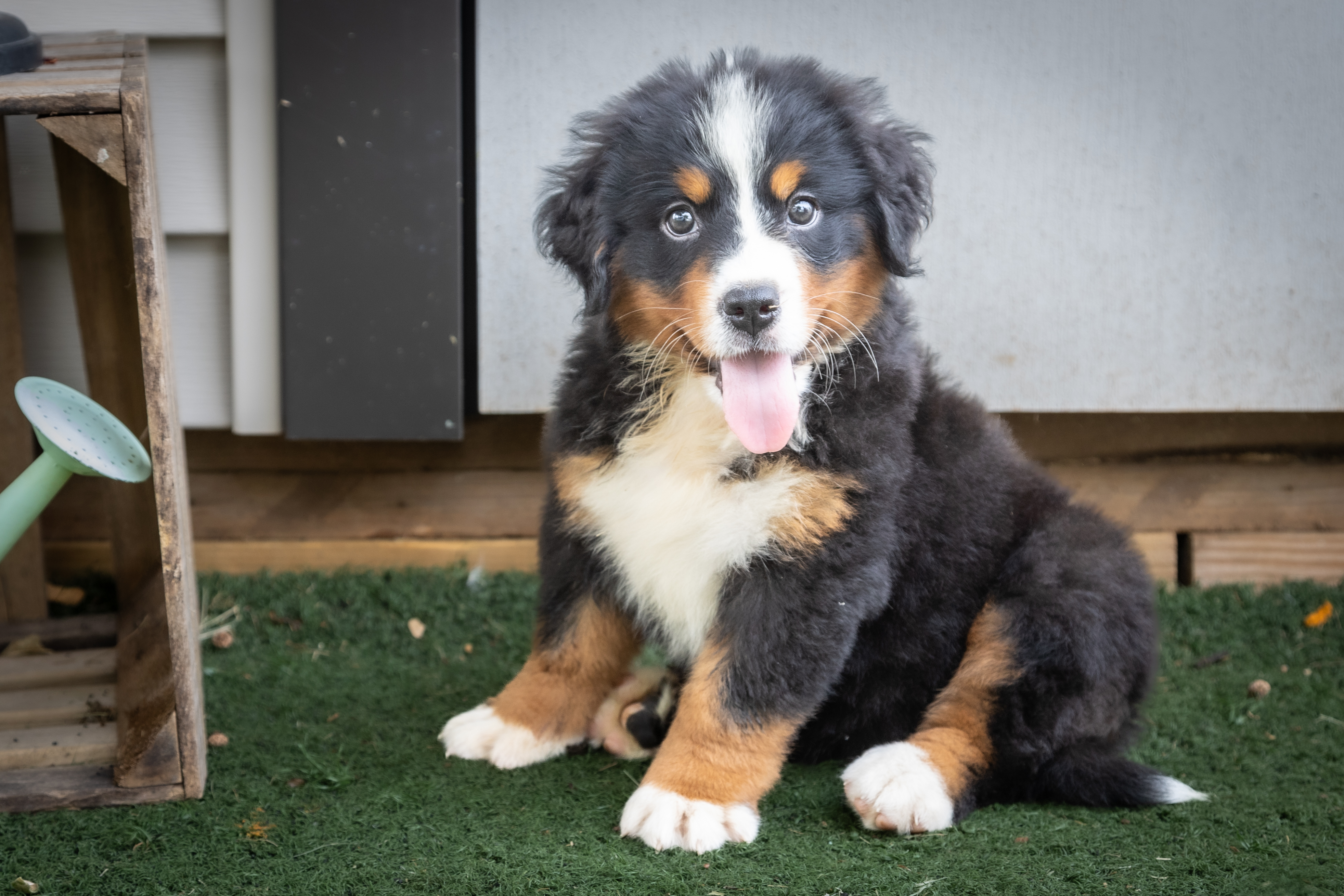 puppy, for, sale, Bernese Mountain Dog, Emanuel  Glick, dog, breeder, Bird-In-Hand, PA, dog-breeder, puppy-for-sale, forsale, nearby, find, puppyfind, locator, puppylocator, aca