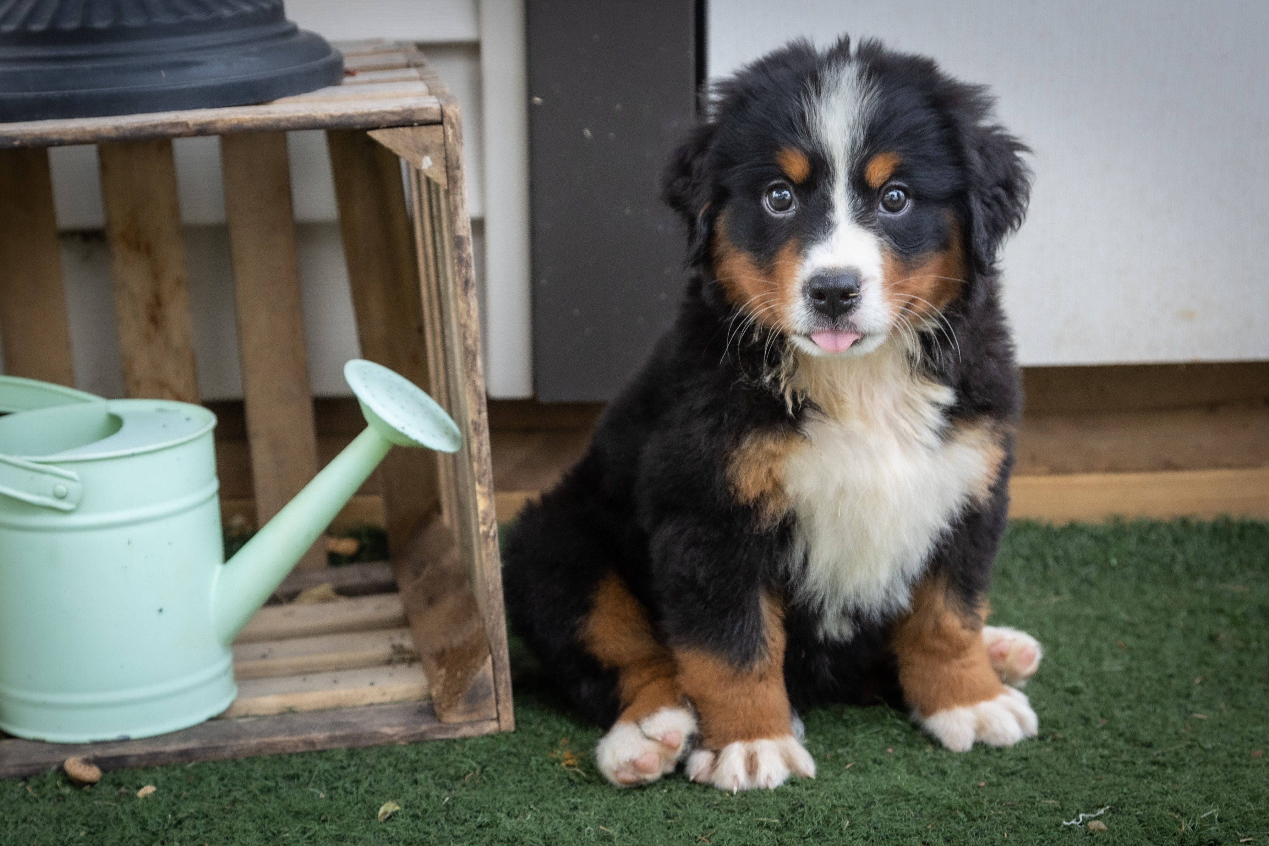 puppy, for, sale, Bernese Mountain Dog, Emanuel  Glick, dog, breeder, Bird-In-Hand, PA, dog-breeder, puppy-for-sale, forsale, nearby, find, puppyfind, locator, puppylocator, aca