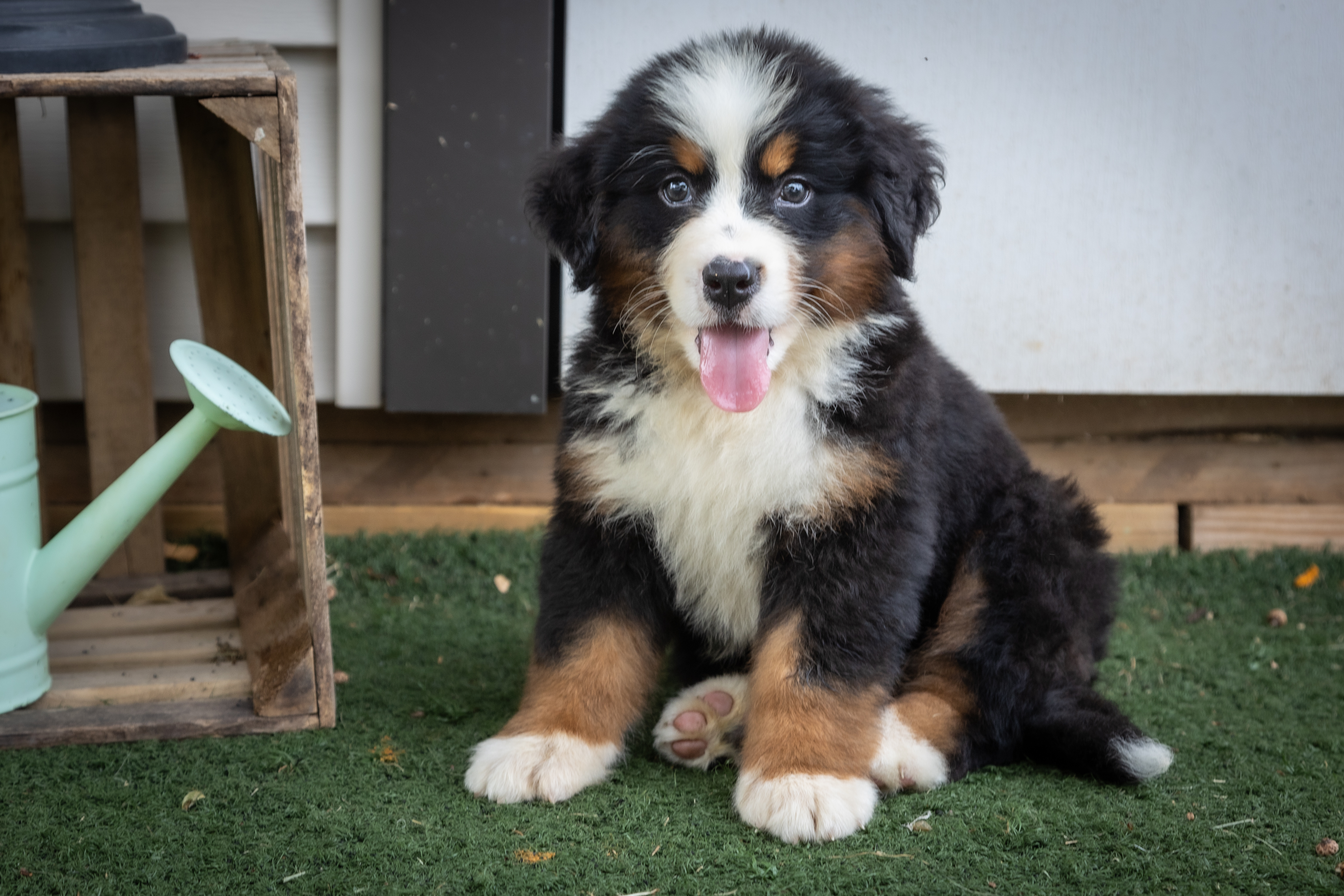 puppy, for, sale, Bernese Mountain Dog, Emanuel  Glick, dog, breeder, Bird-In-Hand, PA, dog-breeder, puppy-for-sale, forsale, nearby, find, puppyfind, locator, puppylocator, aca