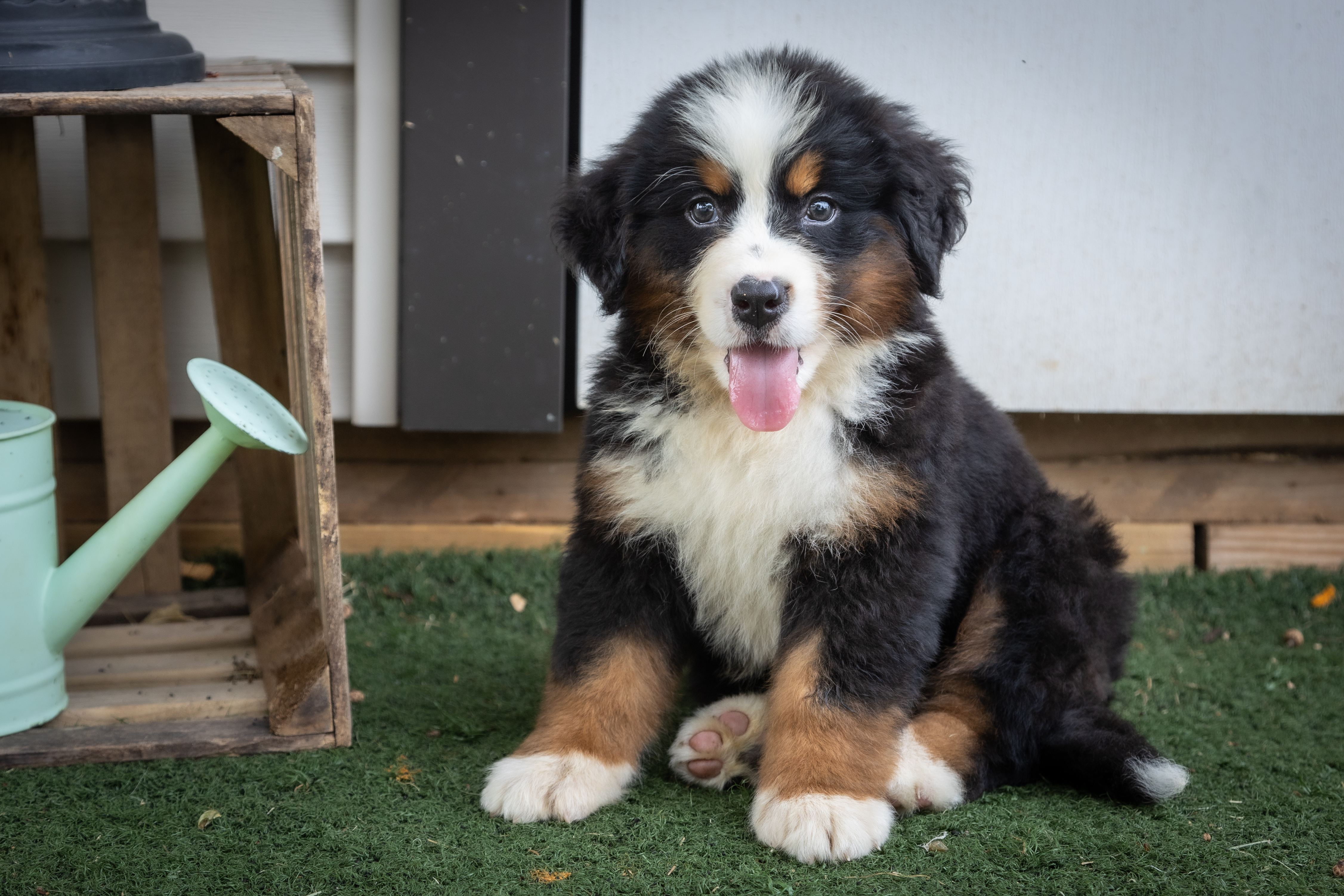 puppy, for, sale, Bernese Mountain Dog, Emanuel  Glick, dog, breeder, Bird-In-Hand, PA, dog-breeder, puppy-for-sale, forsale, nearby, find, puppyfind, locator, puppylocator, aca