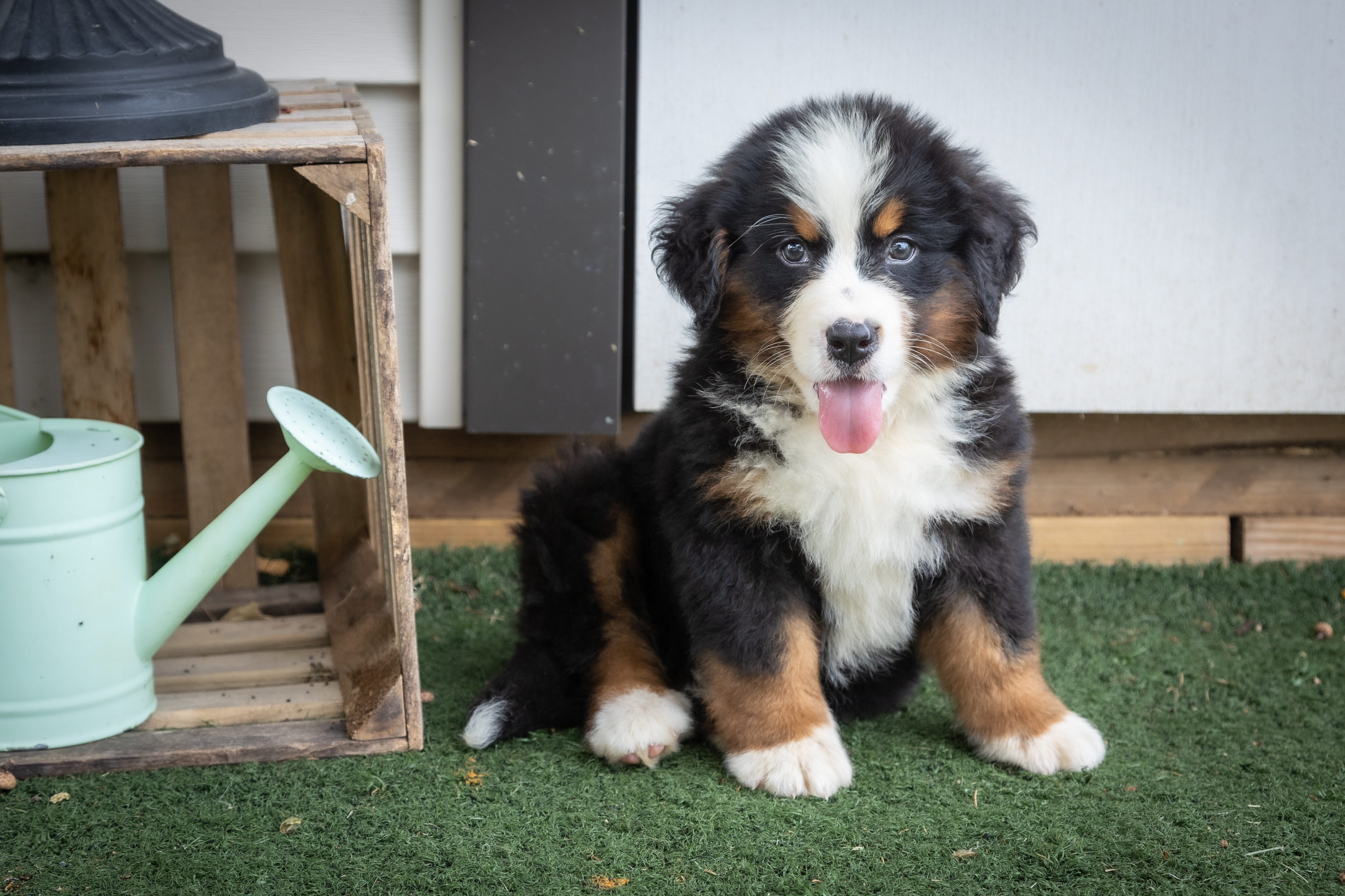 puppy, for, sale, Bernese Mountain Dog, Emanuel  Glick, dog, breeder, Bird-In-Hand, PA, dog-breeder, puppy-for-sale, forsale, nearby, find, puppyfind, locator, puppylocator, aca