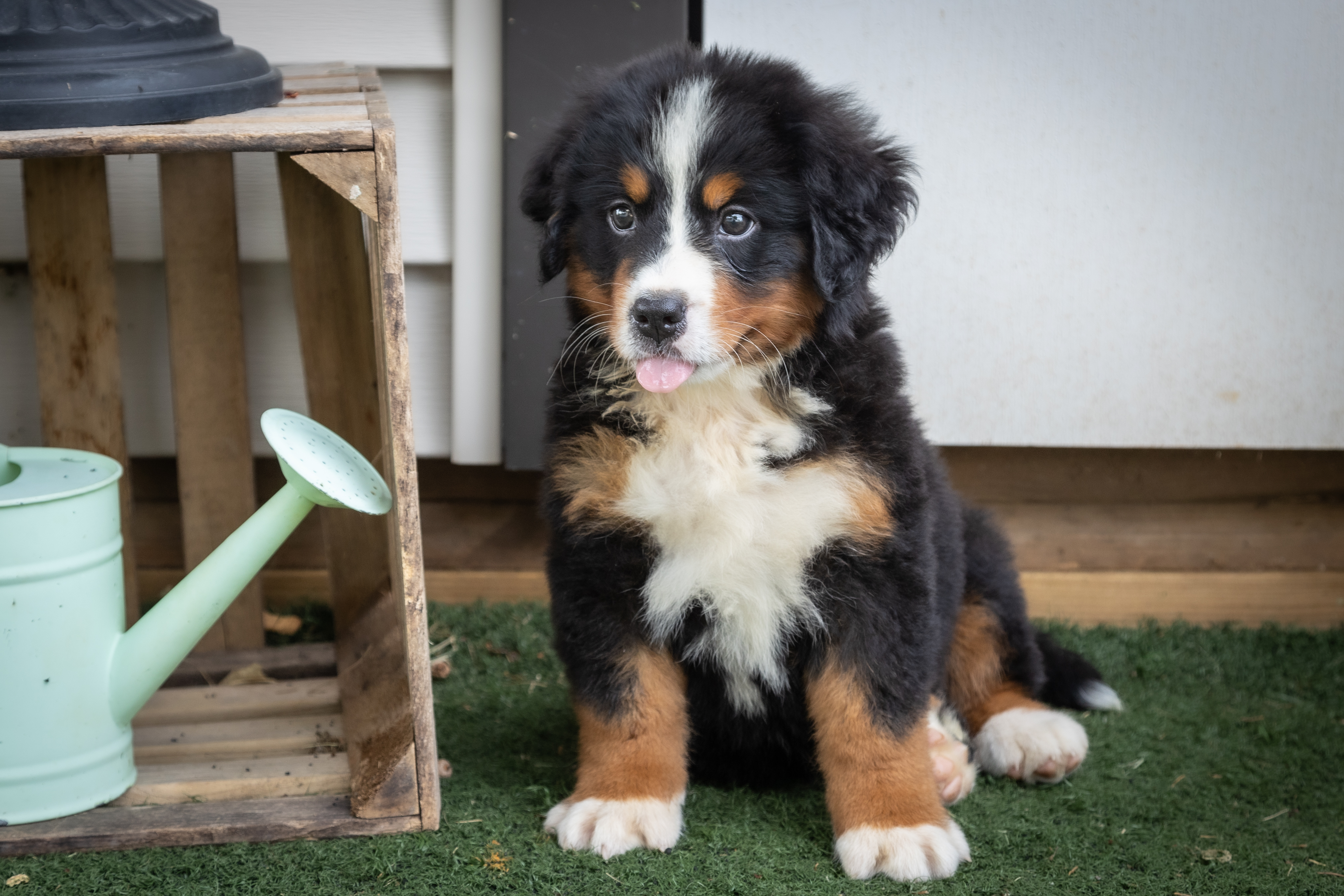 puppy, for, sale, Bernese Mountain Dog, Emanuel  Glick, dog, breeder, Bird-In-Hand, PA, dog-breeder, puppy-for-sale, forsale, nearby, find, puppyfind, locator, puppylocator, aca