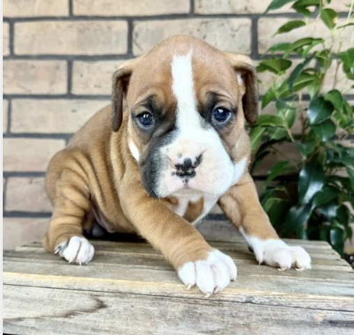 puppy, for, sale, Boxer, Nationwide Puppies  , dog, breeder, New York, NY, dog-breeder, puppy-for-sale, forsale, nearby, find, puppyfind, locator, puppylocator, aca