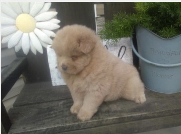 puppy, for, sale, Chow Chow, Nationwide Puppies  , dog, breeder, New York, NY, dog-breeder, puppy-for-sale, forsale, nearby, find, puppyfind, locator, puppylocator, aca