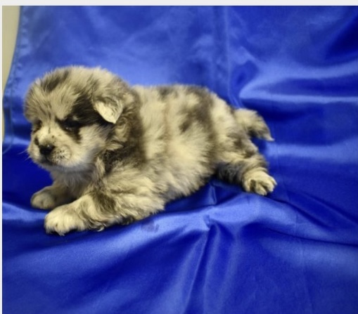 puppy, for, sale, Chow Chow, Nationwide Puppies  , dog, breeder, New York, NY, dog-breeder, puppy-for-sale, forsale, nearby, find, puppyfind, locator, puppylocator, aca