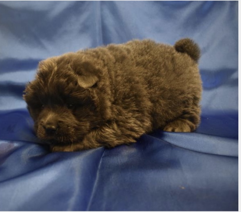 puppy, for, sale, Chow Chow, Nationwide Puppies  , dog, breeder, New York, NY, dog-breeder, puppy-for-sale, forsale, nearby, find, puppyfind, locator, puppylocator, aca