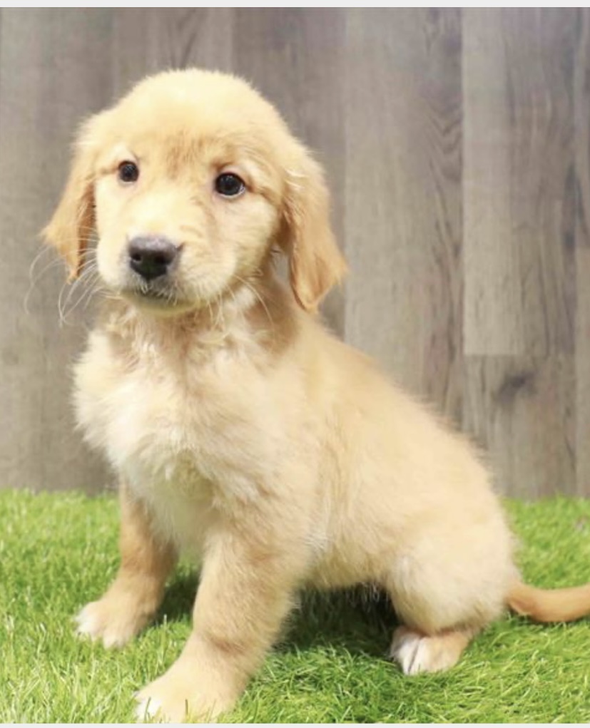 puppy, for, sale, Golden Retreiver, Nationwide Puppies  , dog, breeder, New York, NY, dog-breeder, puppy-for-sale, forsale, nearby, find, puppyfind, locator, puppylocator, aca