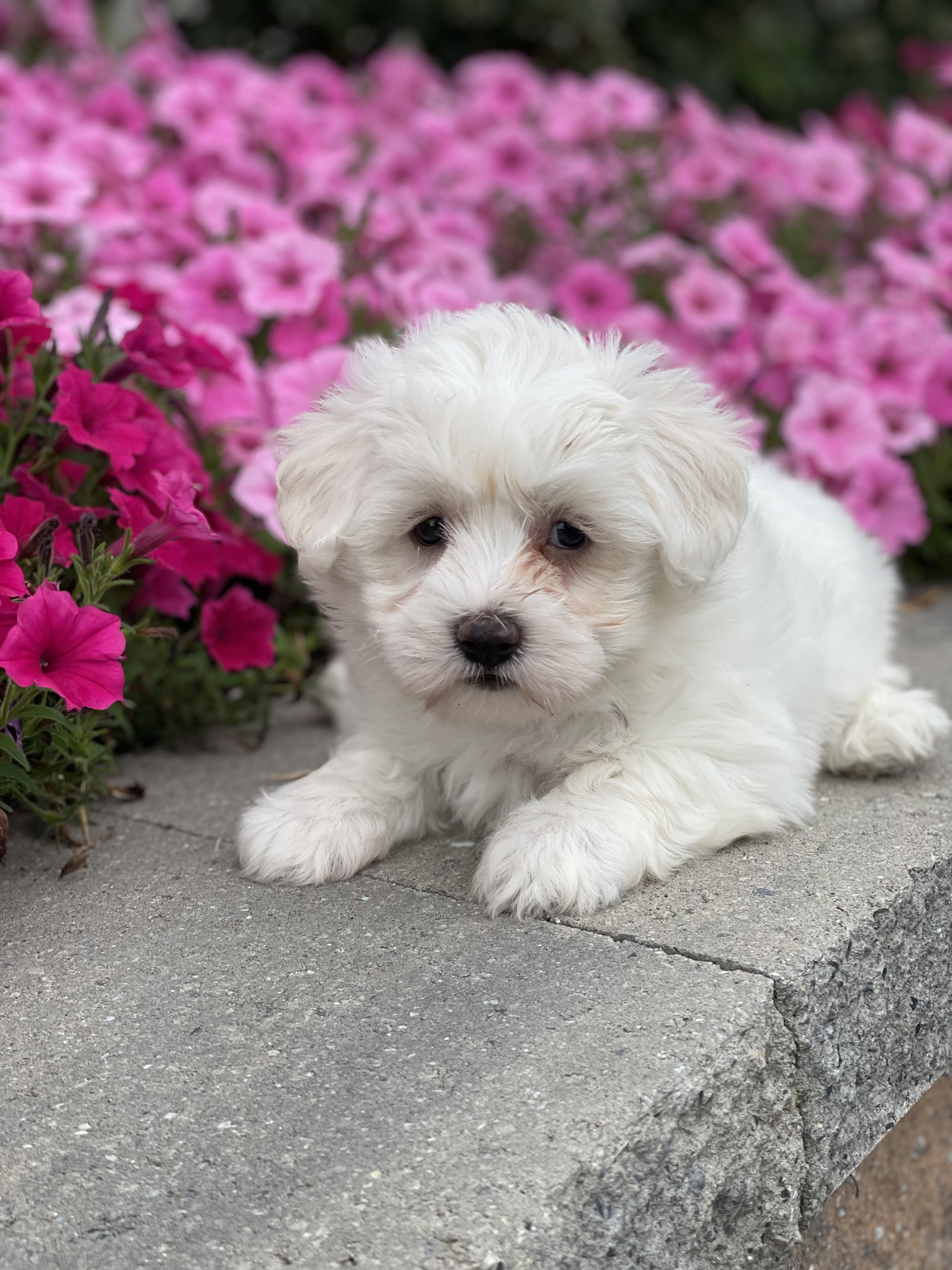 puppy, for, sale, Coton de Tulear, Curtis  Martin, dog, breeder, Seneca Falls, NY, dog-breeder, puppy-for-sale, forsale, nearby, find, puppyfind, locator, puppylocator, aca