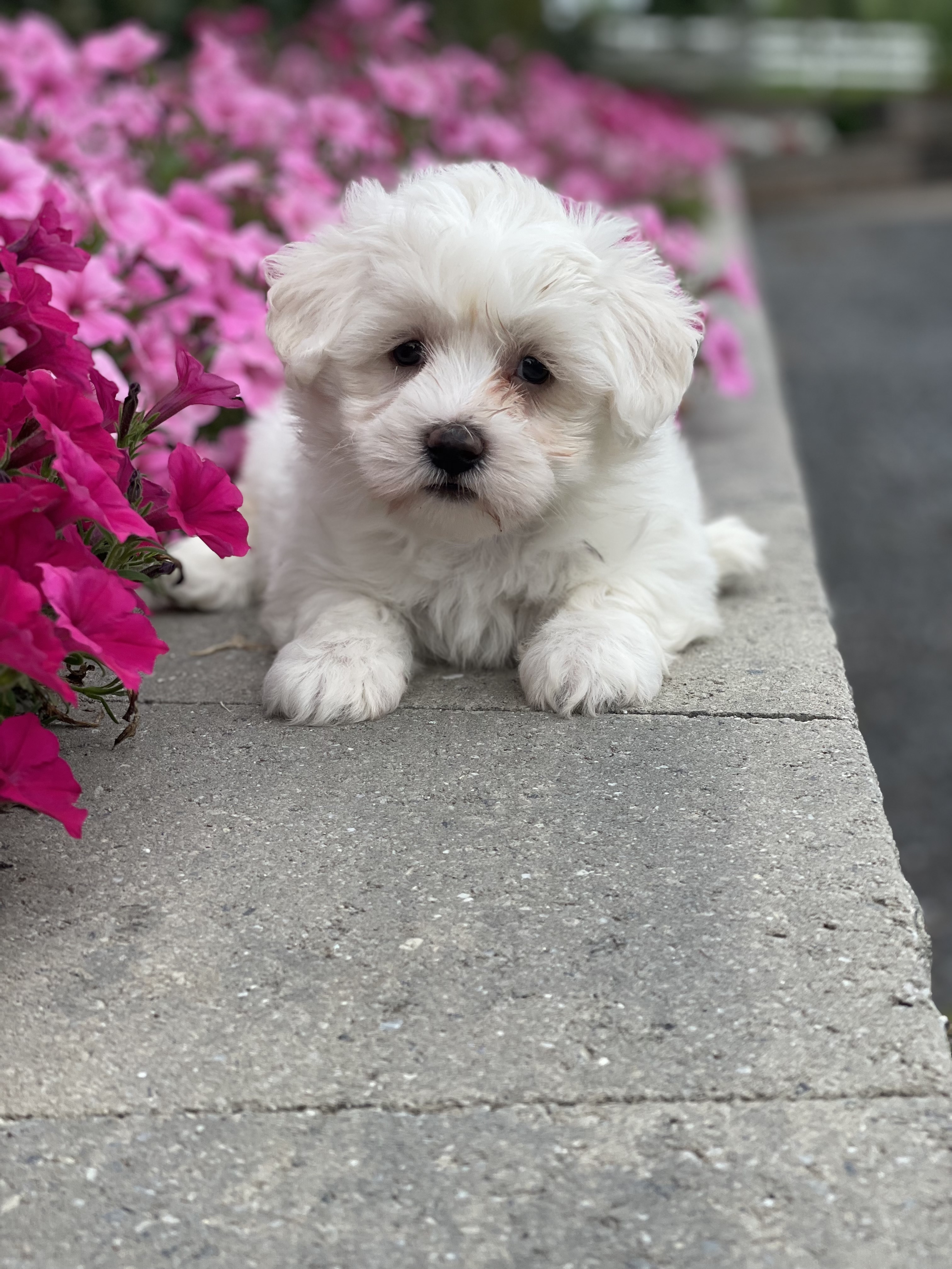 puppy, for, sale, Coton de Tulear, Curtis  Martin, dog, breeder, Seneca Falls, NY, dog-breeder, puppy-for-sale, forsale, nearby, find, puppyfind, locator, puppylocator, aca