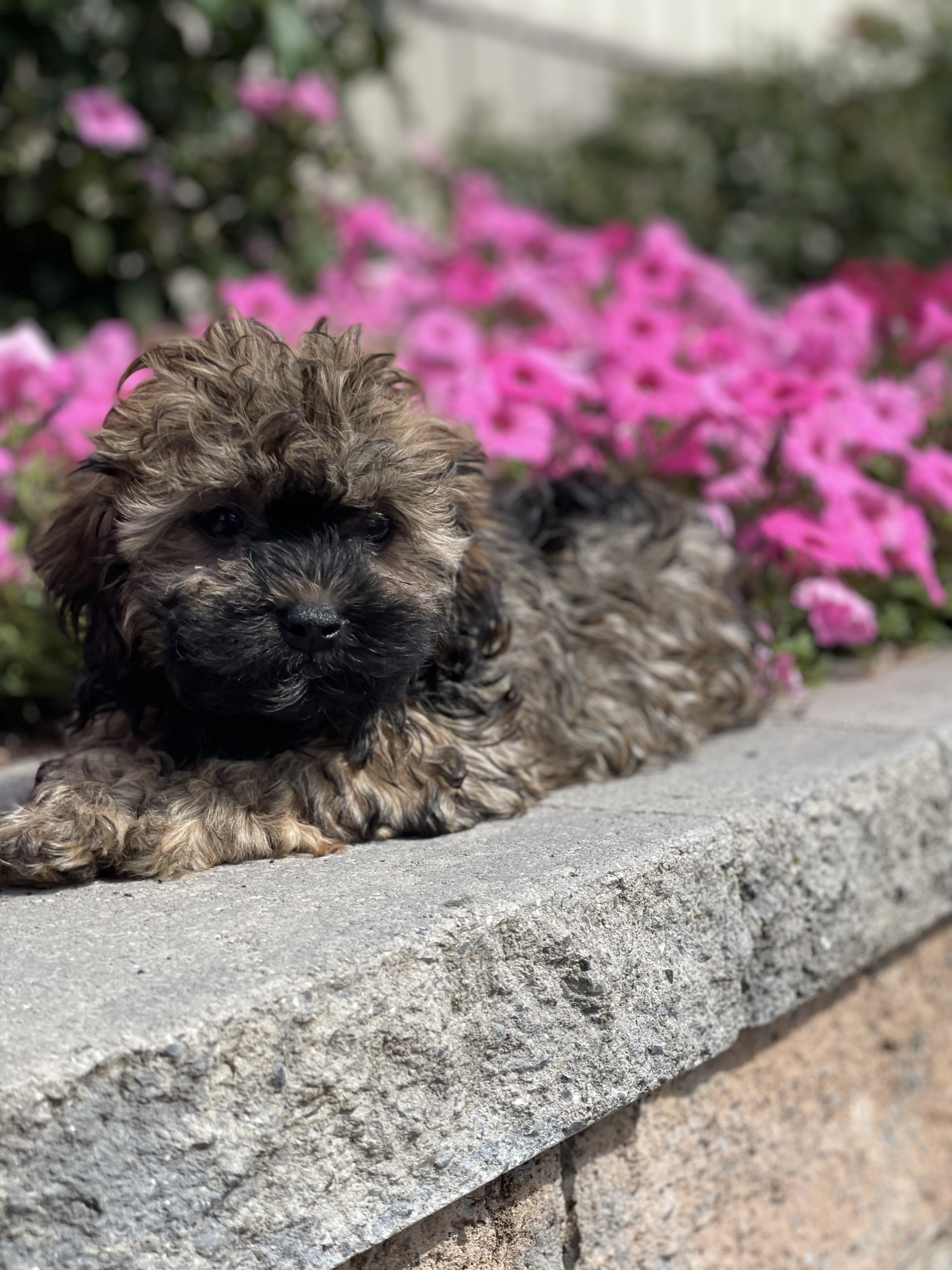 puppy, for, sale, Havanese, Curtis  Martin, dog, breeder, Seneca Falls, NY, dog-breeder, puppy-for-sale, forsale, nearby, find, puppyfind, locator, puppylocator, aca