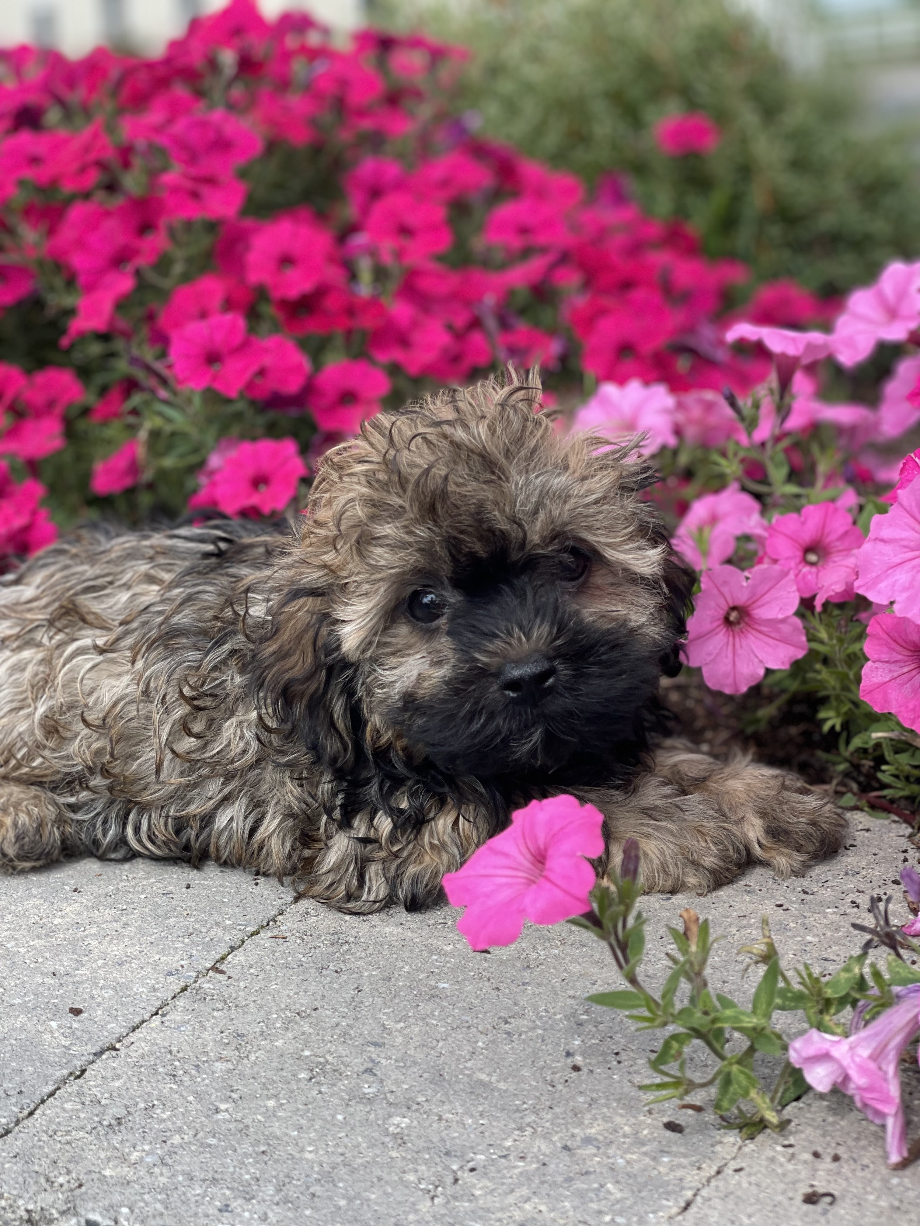 puppy, for, sale, Havanese, Curtis  Martin, dog, breeder, Seneca Falls, NY, dog-breeder, puppy-for-sale, forsale, nearby, find, puppyfind, locator, puppylocator, aca