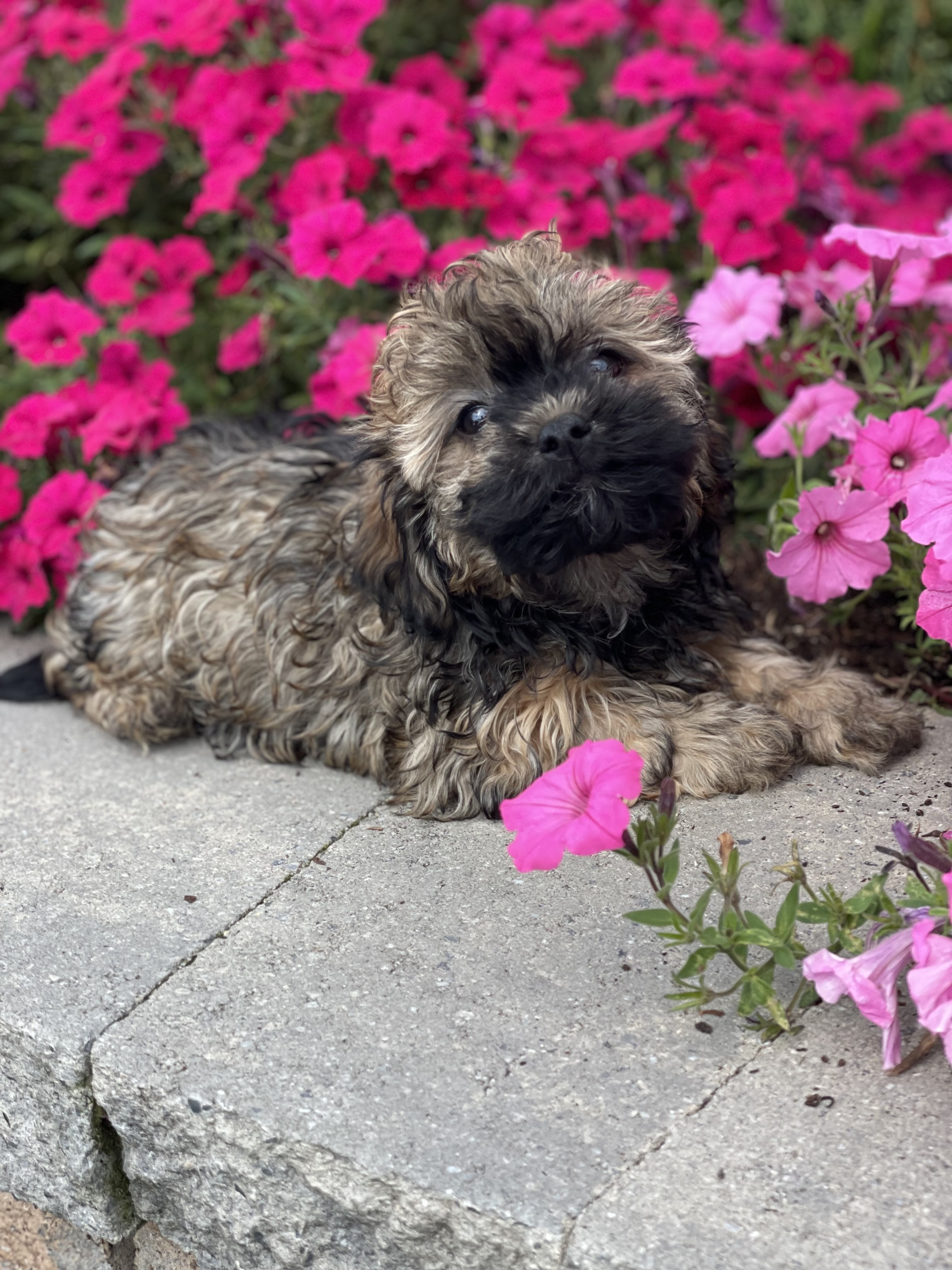 puppy, for, sale, Havanese, Curtis  Martin, dog, breeder, Seneca Falls, NY, dog-breeder, puppy-for-sale, forsale, nearby, find, puppyfind, locator, puppylocator, aca