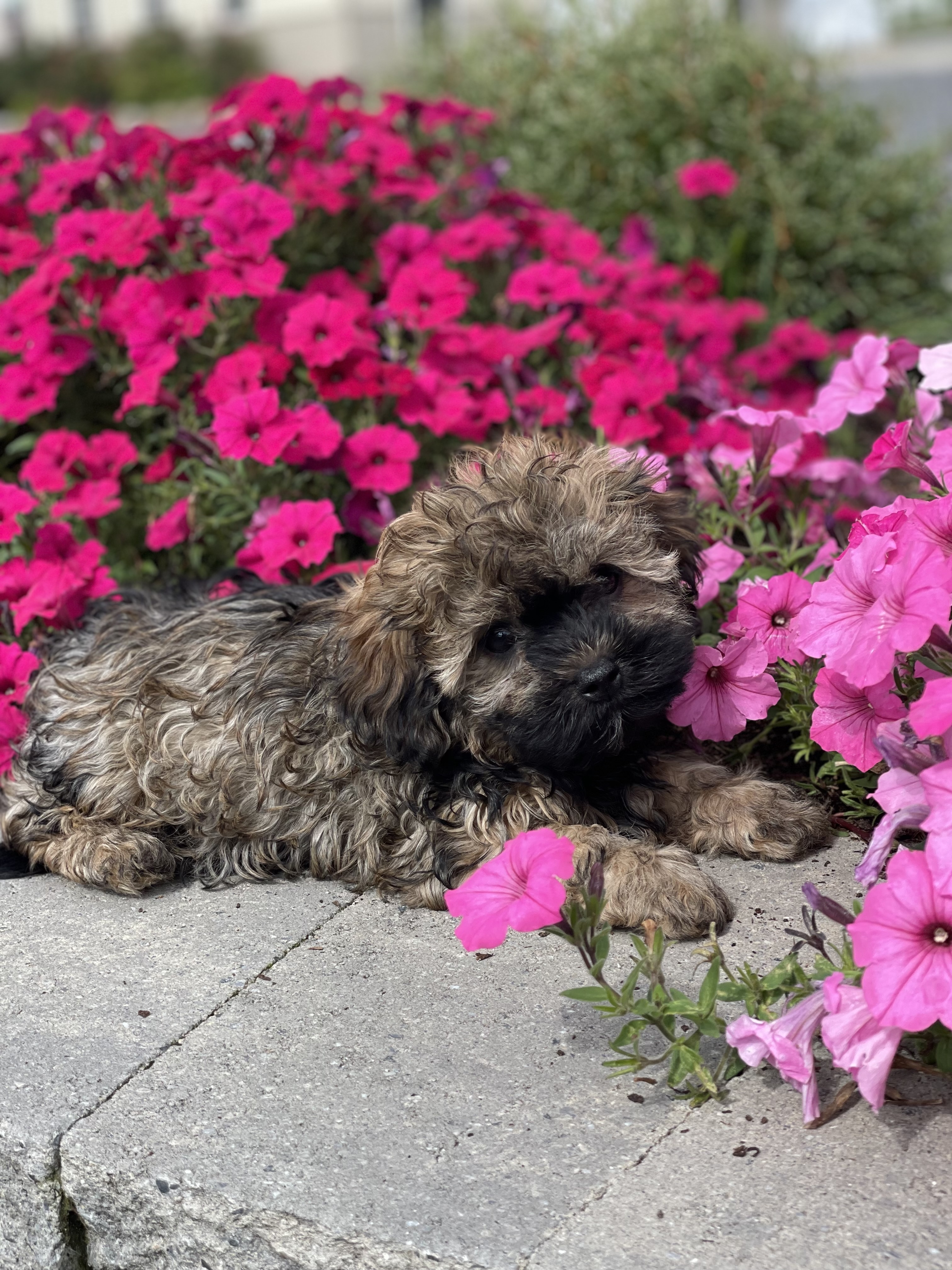 puppy, for, sale, Havanese, Curtis  Martin, dog, breeder, Seneca Falls, NY, dog-breeder, puppy-for-sale, forsale, nearby, find, puppyfind, locator, puppylocator, aca