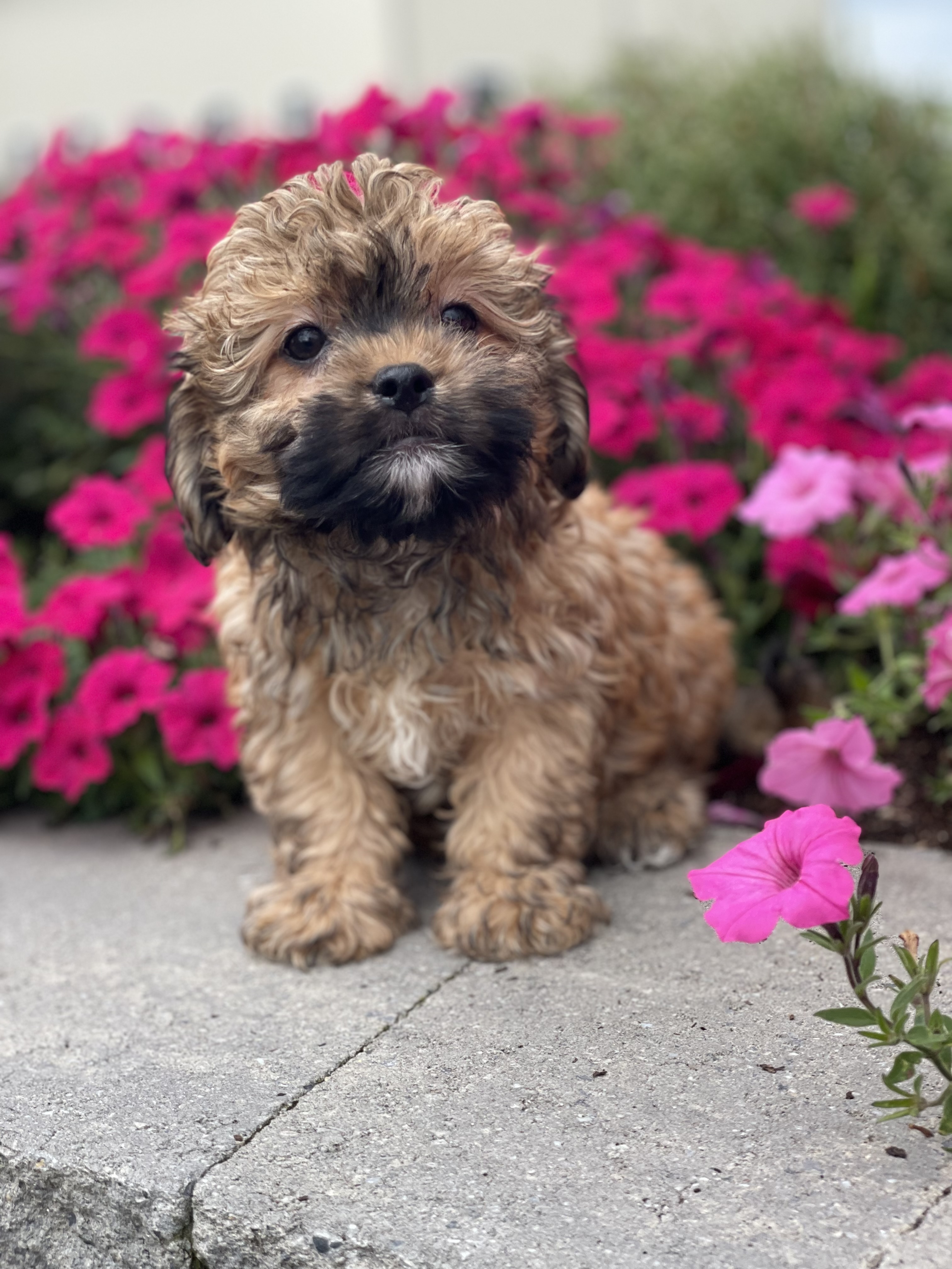 puppy, for, sale, Havanese, Curtis  Martin, dog, breeder, Seneca Falls, NY, dog-breeder, puppy-for-sale, forsale, nearby, find, puppyfind, locator, puppylocator, aca